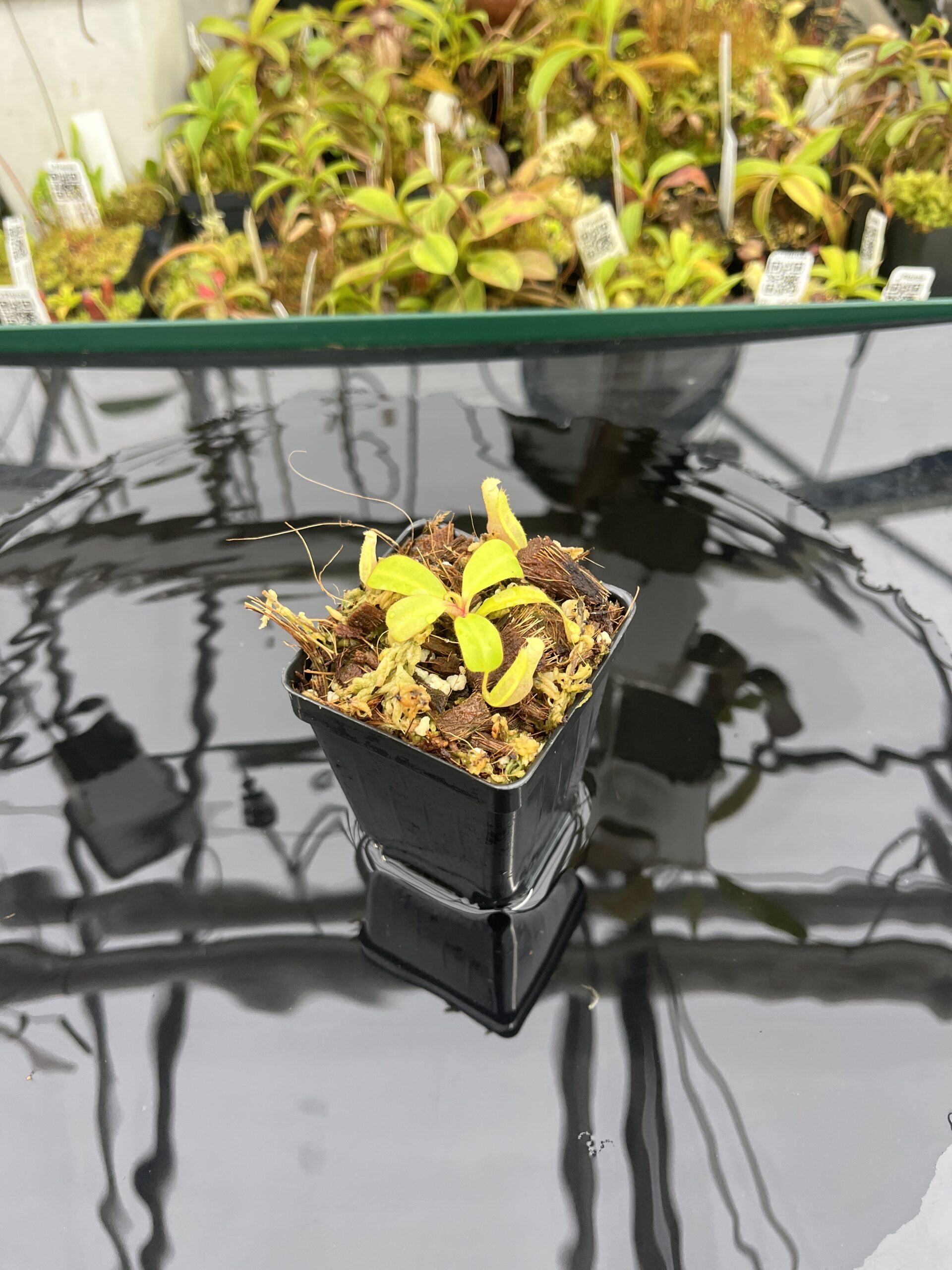 Wide Angle of Nepenthes clipeata | Florae | FC-265.02 | Florae Collaborative | FC-265.02 | IN25247