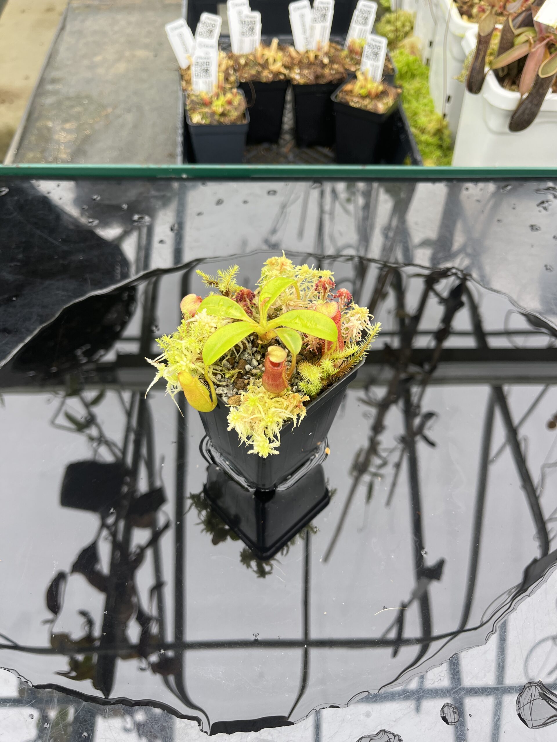 Wide Angle of Nepenthes edwardsiana (Kinab.) | Andreas Wistuba | AW-RSC | H25479