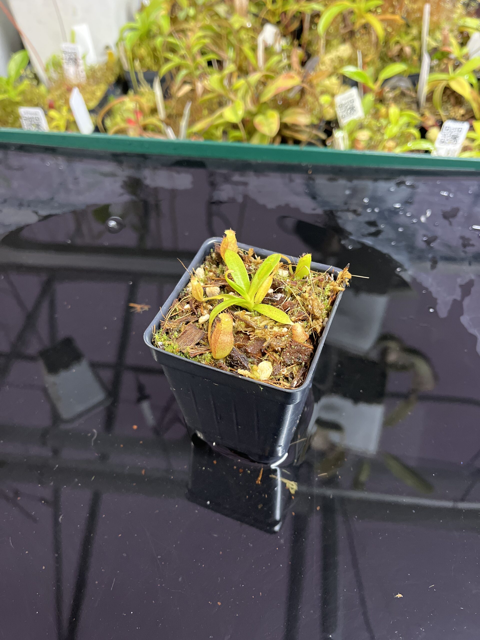 Wide Angle of Nepenthes edwardsiana x jacquelineae | Jeremiah Harris | JH-413.03 | H25449
