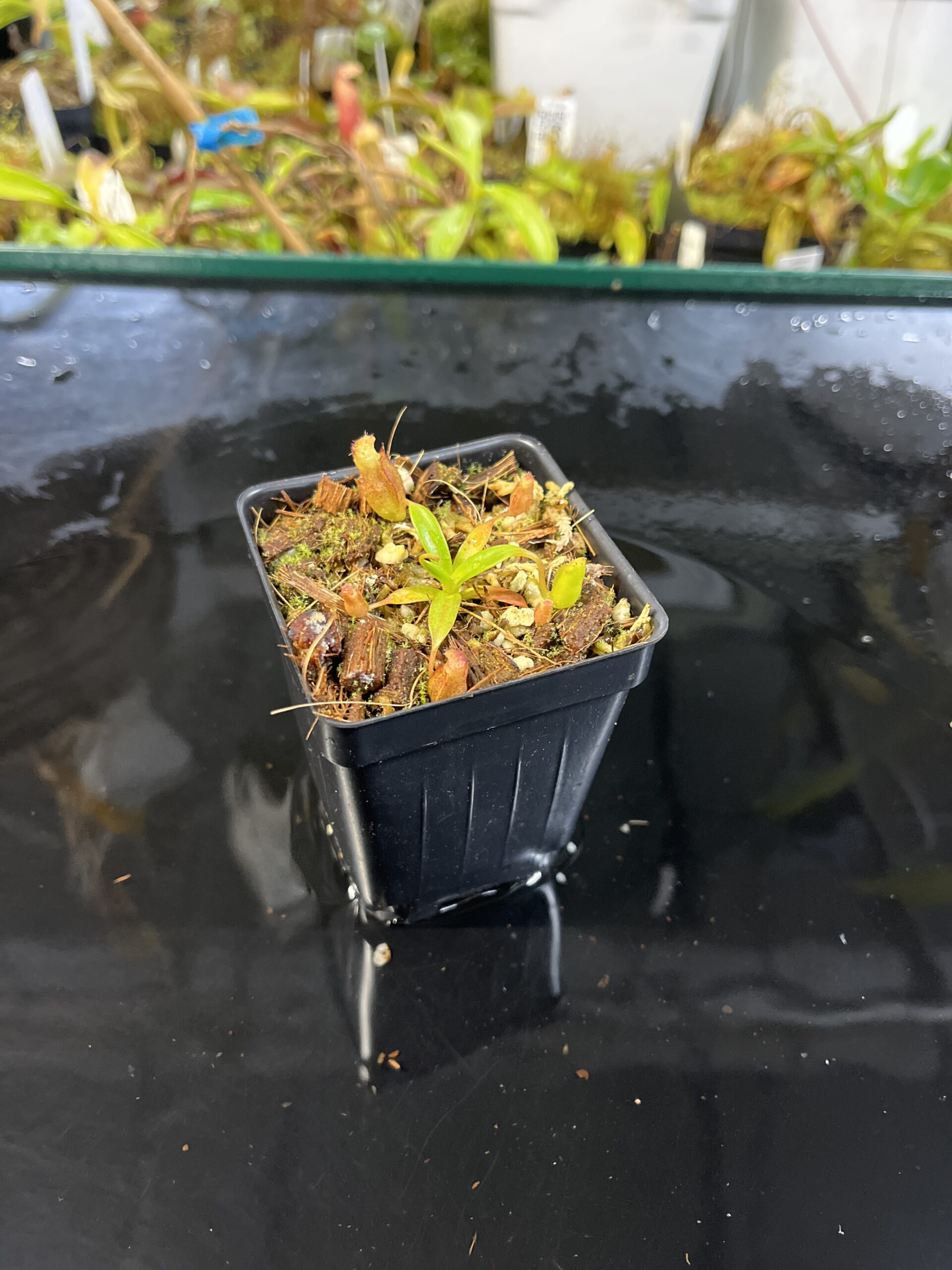 Wide Angle of Nepenthes edwardsiana x jacquelineae | Jeremiah Harris | JH-413.03 | H25562