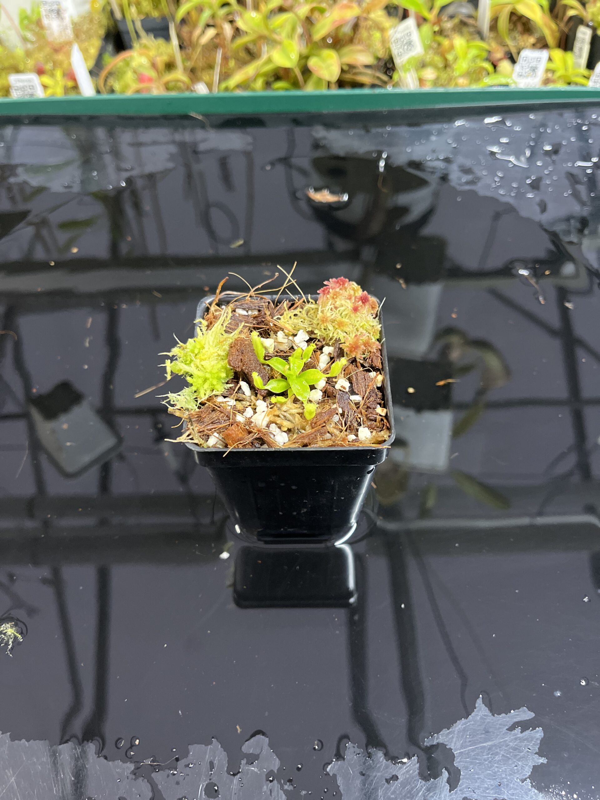 Wide Angle of Nepenthes edwardsiana x macrophylla | JH | Florae | Assorted Clones | Jeremiah Harris | JH-459 | H25438