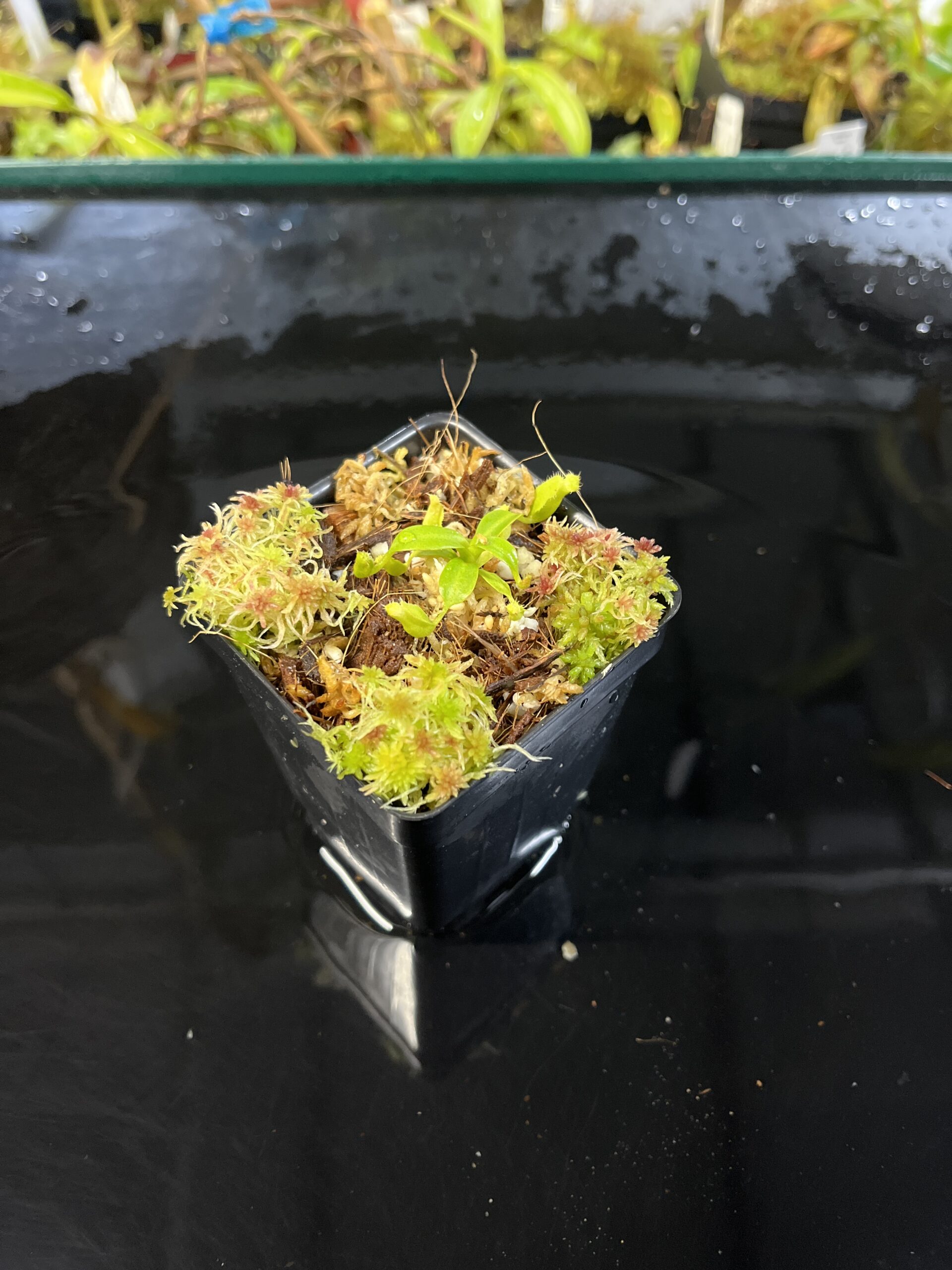 Wide Angle of Nepenthes edwardsiana x macrophylla | JH | Florae | Assorted Clones | Jeremiah Harris | JH-459 | H25566