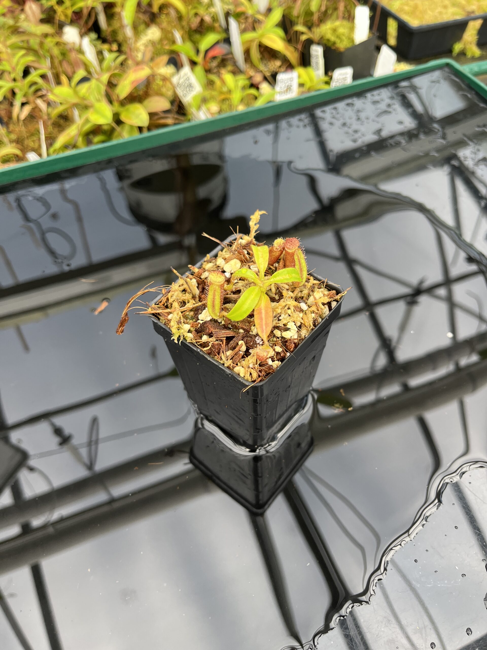 Wide Angle of Nepenthes ephippiata Hose Mountains | Assorted Clones | Jeremiah Harris | JH-045 | H25404