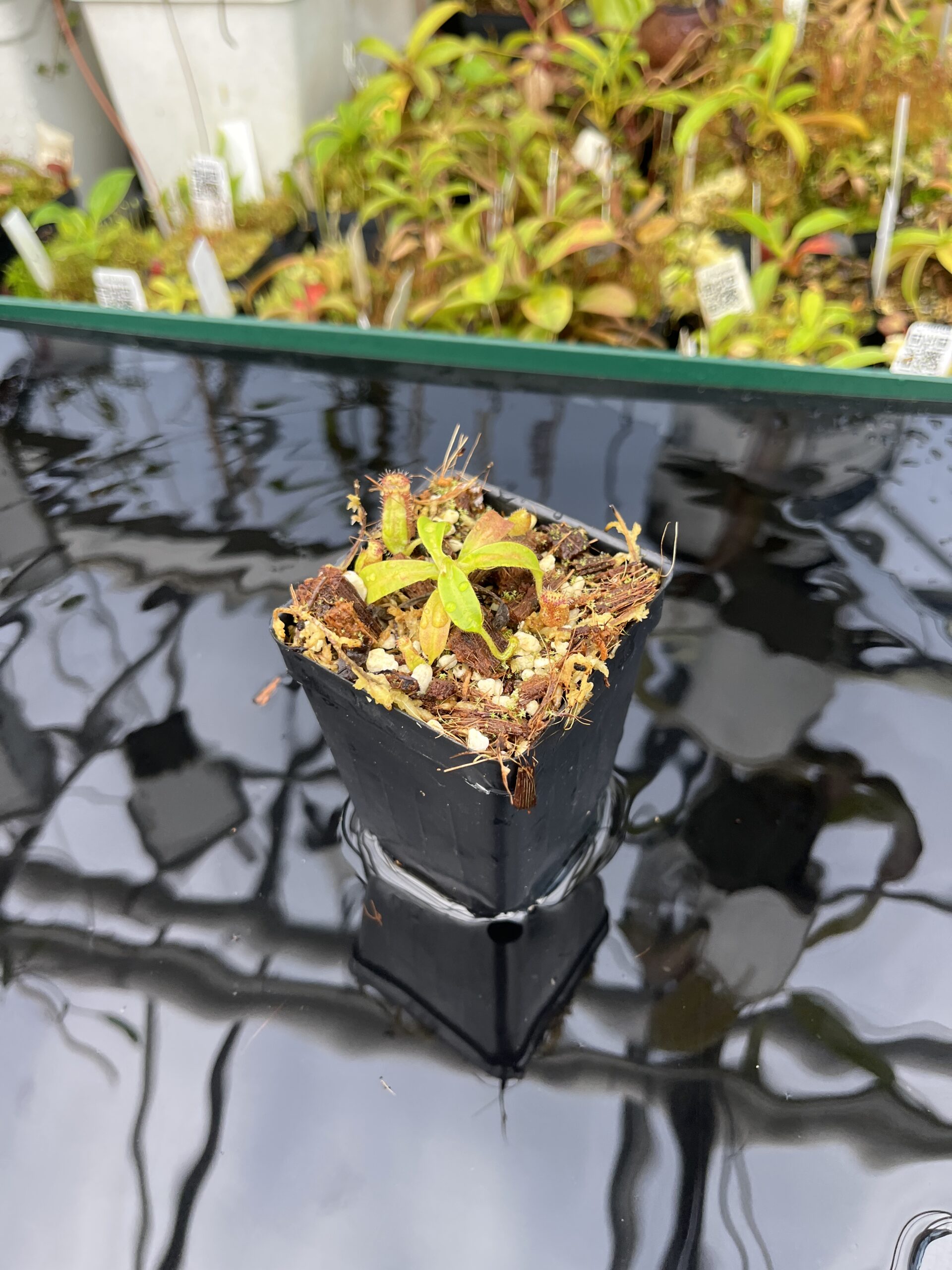 Wide Angle of Nepenthes ephippiata Hose Mountains | Jeremiah Harris | JH-045.03 | H25401