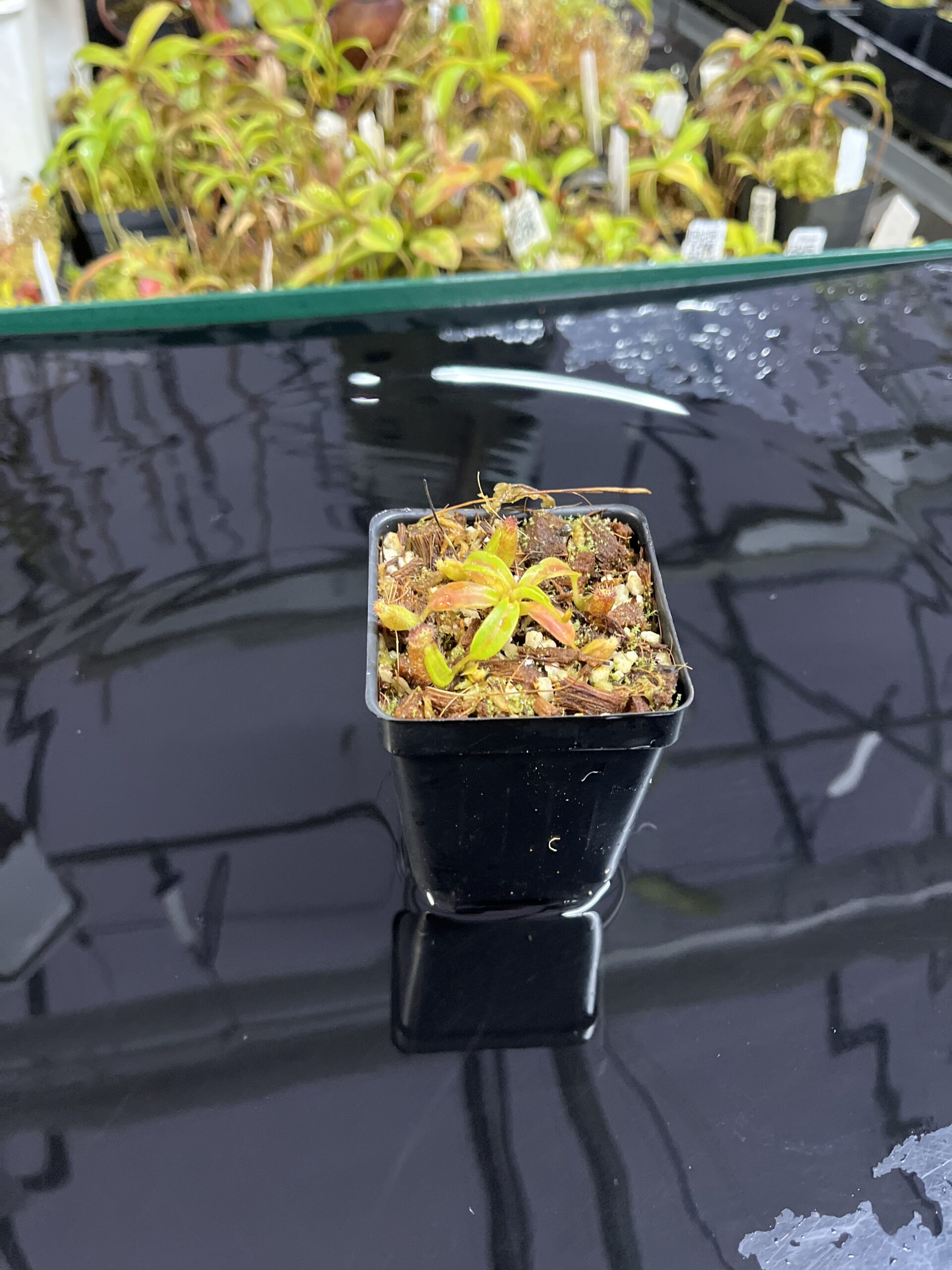Wide Angle of Nepenthes ephippiata Hose Mountains | Jeremiah Harris | JH-045.03 | H25440