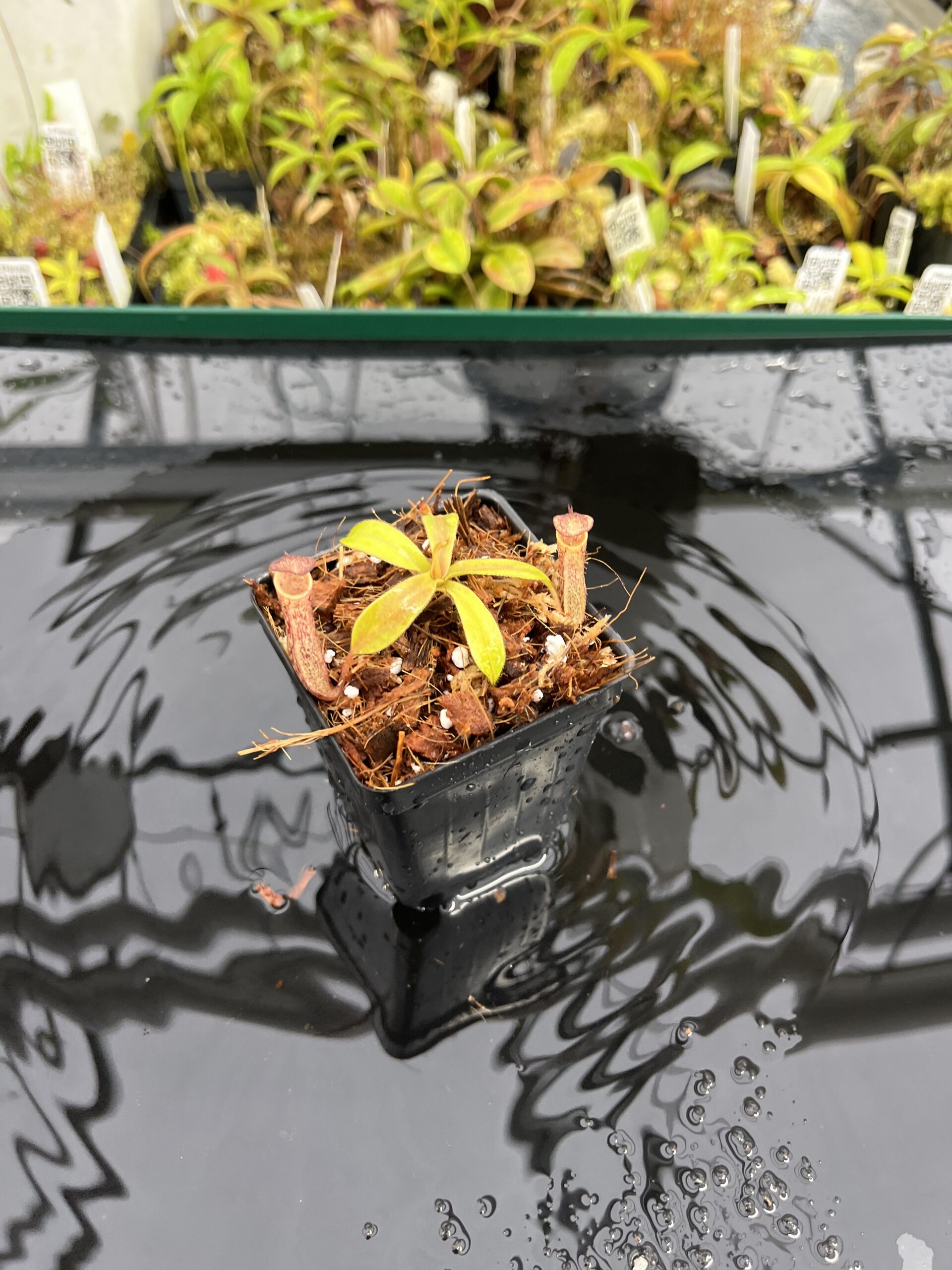 Wide Angle of Nepenthes epiphytica x (lowii x merrilliana) | individual seedling (ISC) | Andreas Wistuba | AW-Nx_ephipX(lowXmer).1 | IN25418