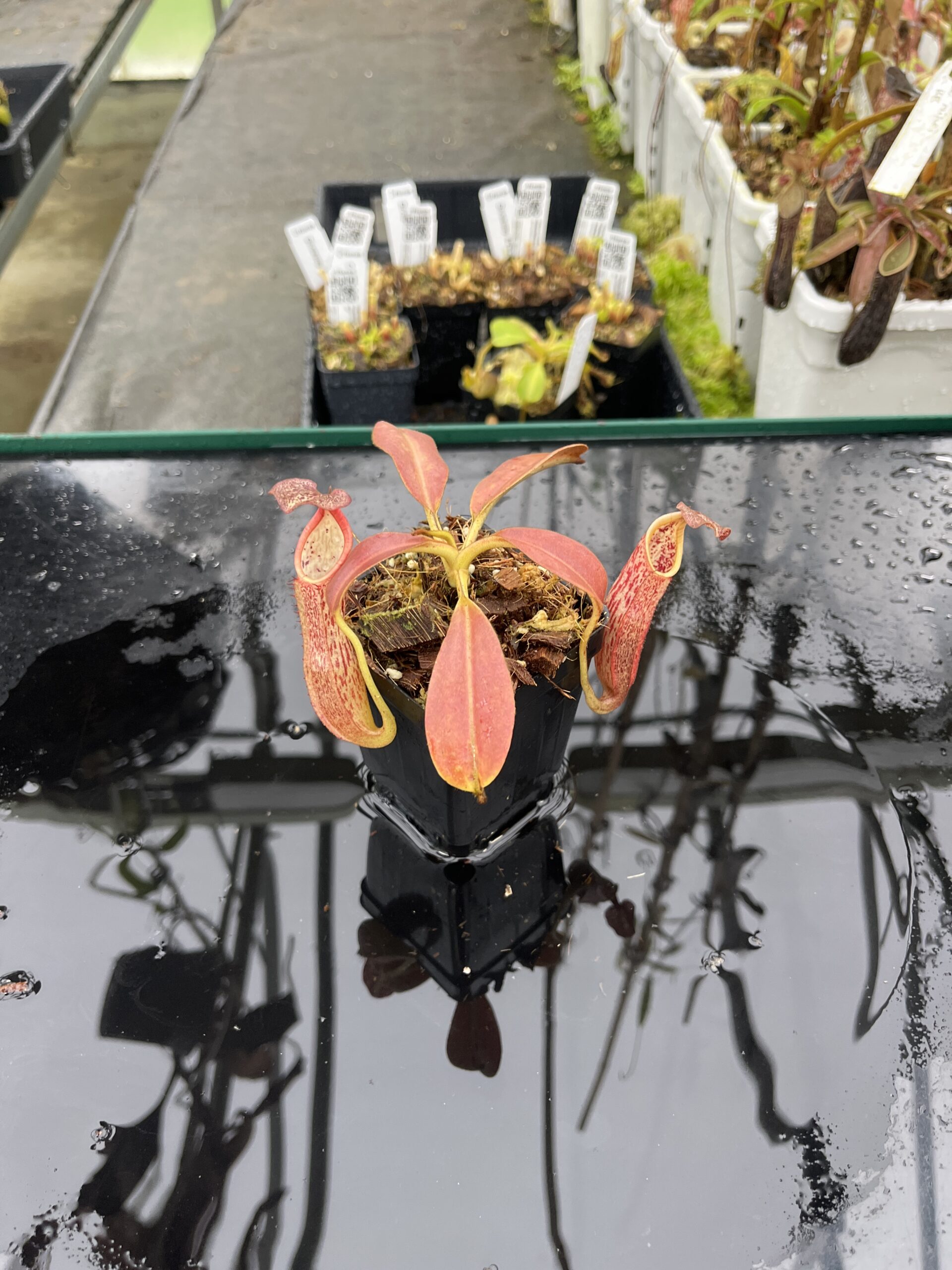 Wide Angle of Nepenthes eymae | Borneo Exotics | BE-3736 | IN25492