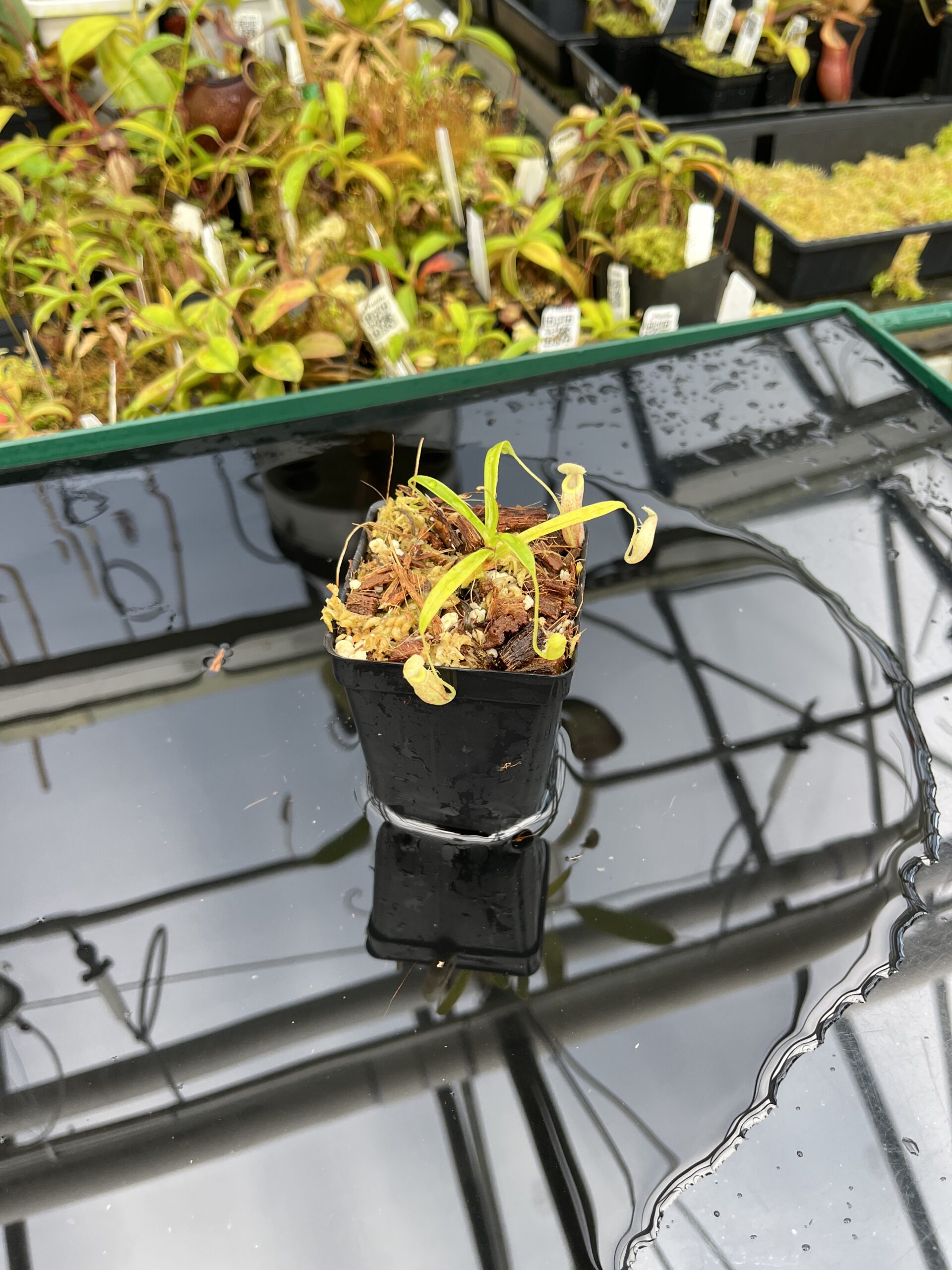 Wide Angle of Nepenthes glabrata | Florae Collaborative | FC-075.IC | H25402
