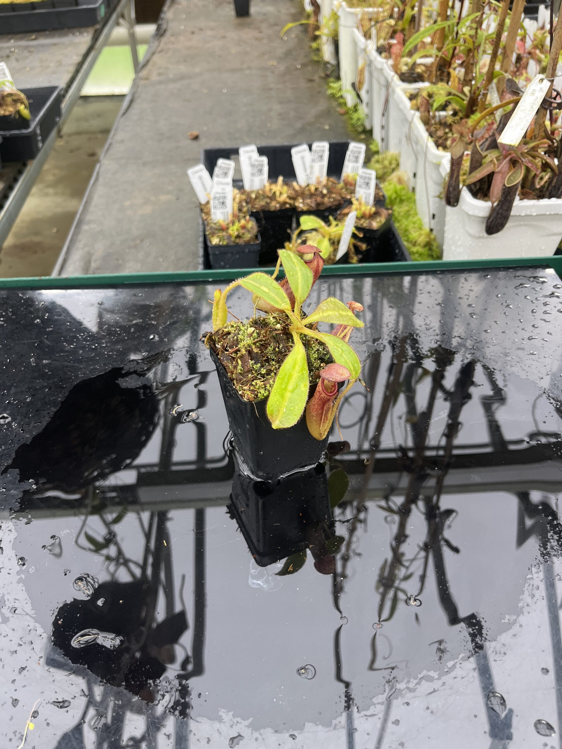 Wide Angle of Nepenthes glandulifera x ephippiata | Borneo Exotics | BE-4655 | H25507