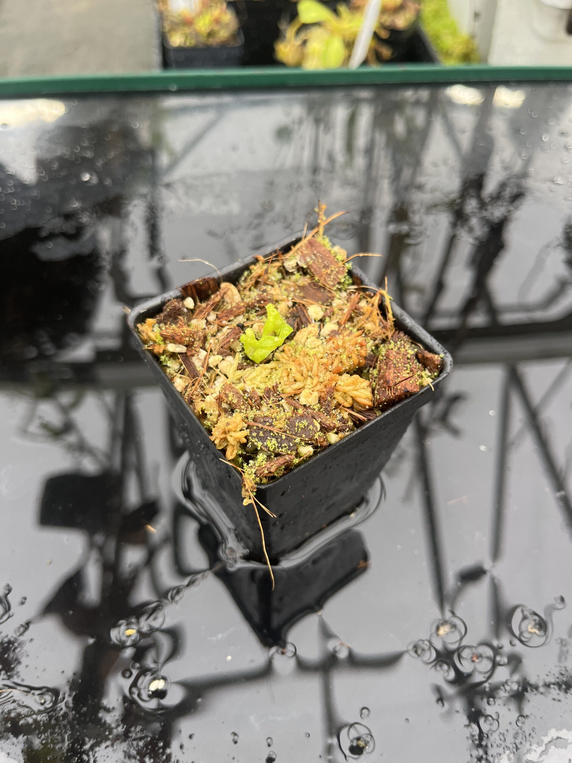 Wide Angle of Nepenthes glandulifera x villosa | Jeremiah Harris | JH-498.02 | H25511