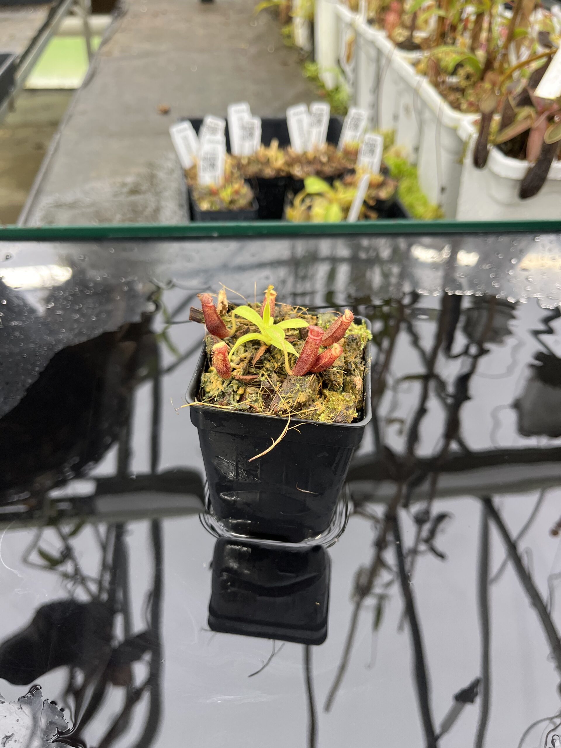 Wide Angle of Nepenthes glandulifera x xtrusmadiensis | Florae Collaborative | FC-171.03 | IN25497