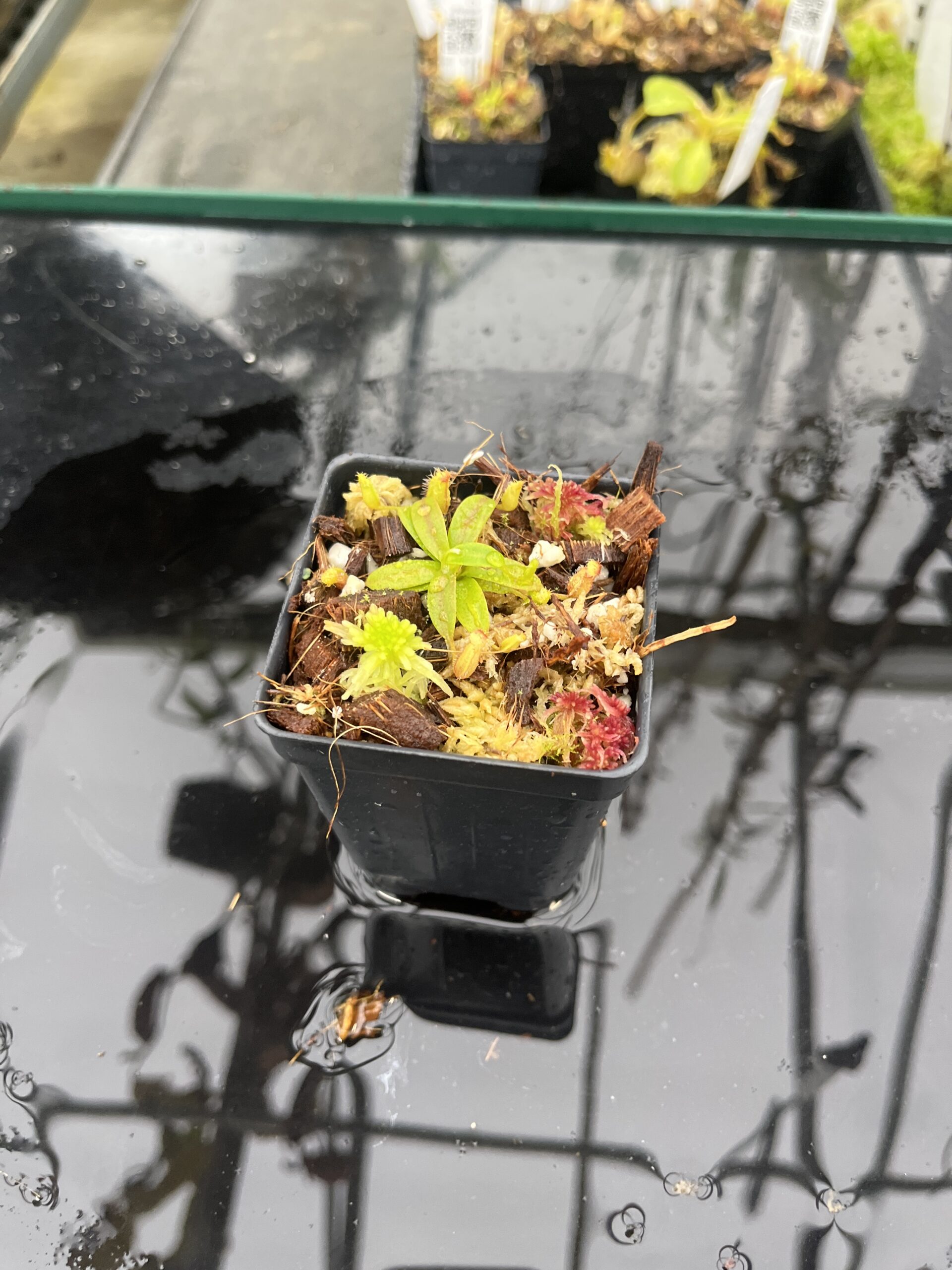 Wide Angle of Nepenthes hamata (katopasa) x edwardsiana| Clone 4 | Florae Collaborative | FC-266.04 | H25509