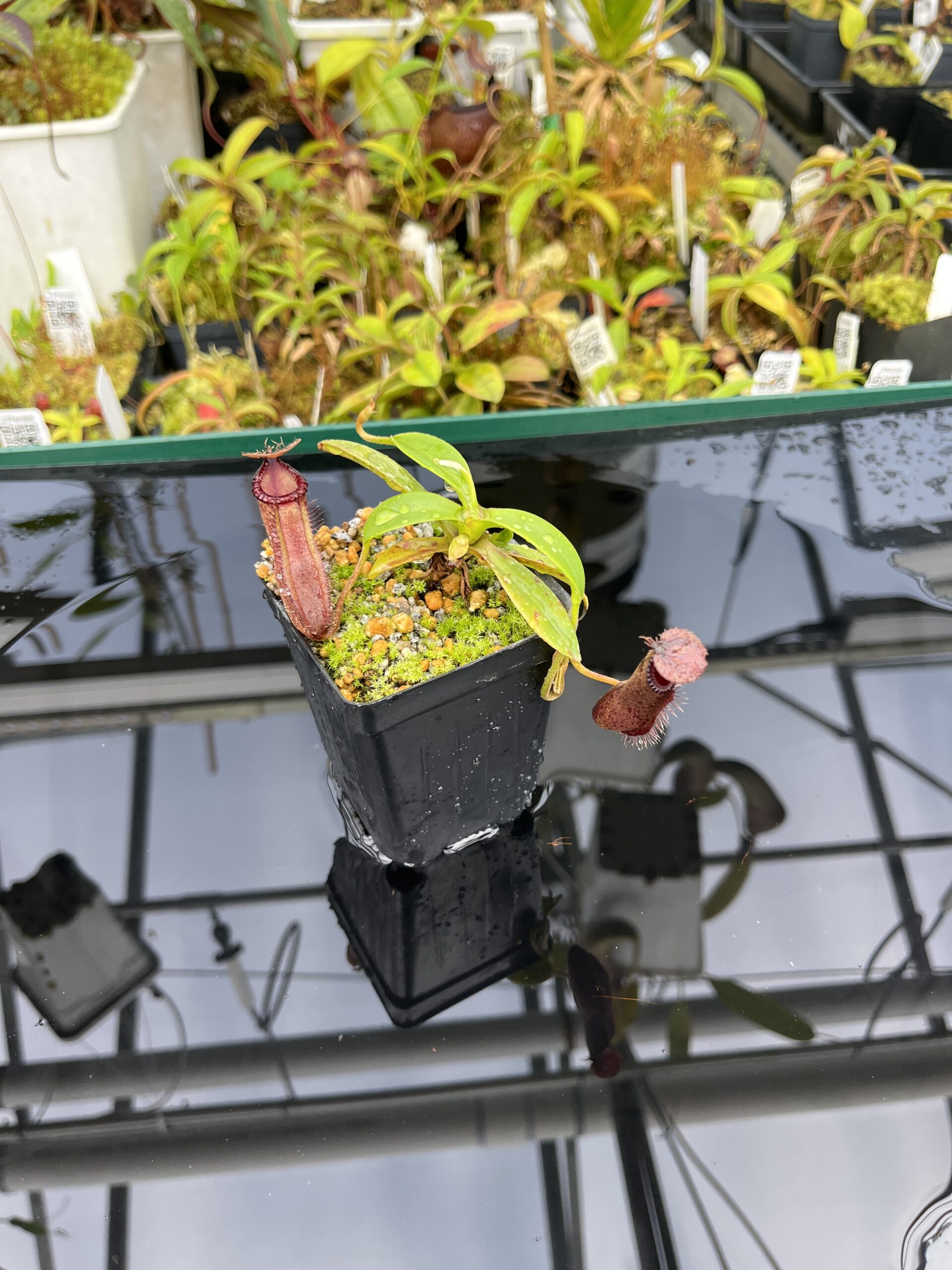 Wide Angle of Nepenthes hamata x edwardsiana | Andreas Wistuba | AW-01 | H25398