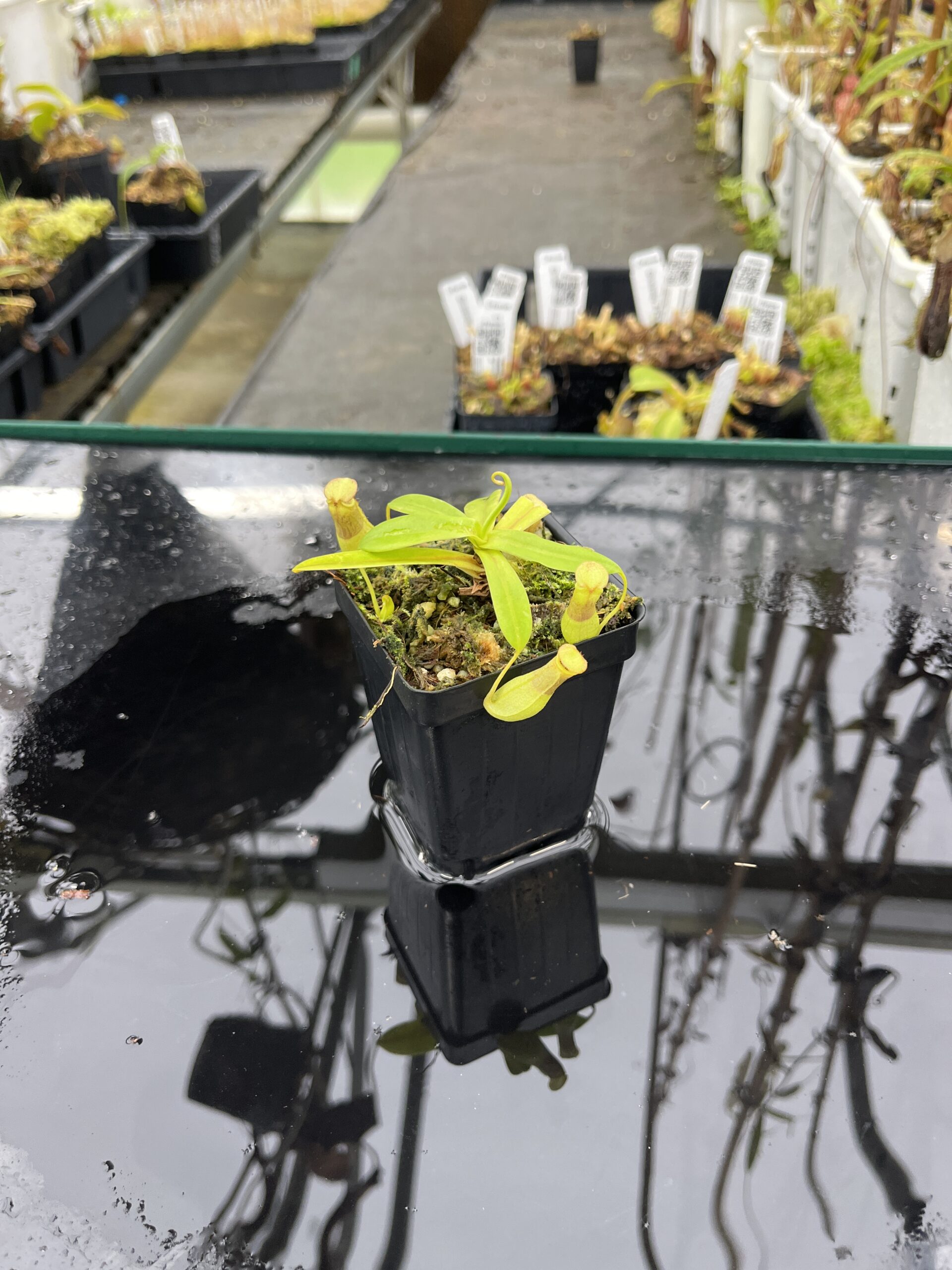 Wide Angle of Nepenthes insignis | Borneo Exotics | BE-3089 | L25489