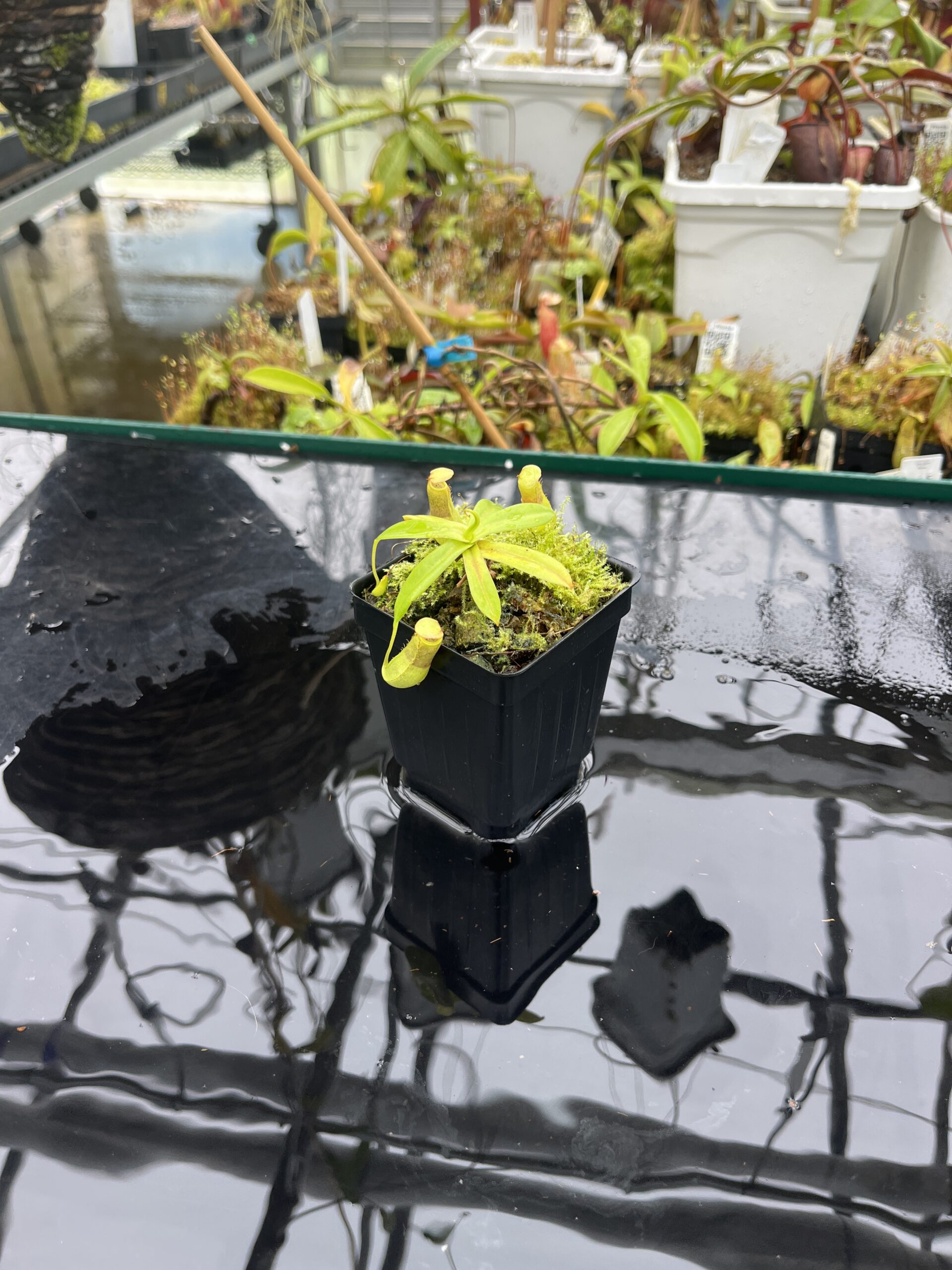 Wide Angle of Nepenthes insignis | Borneo Exotics | BE-3089 | L25599