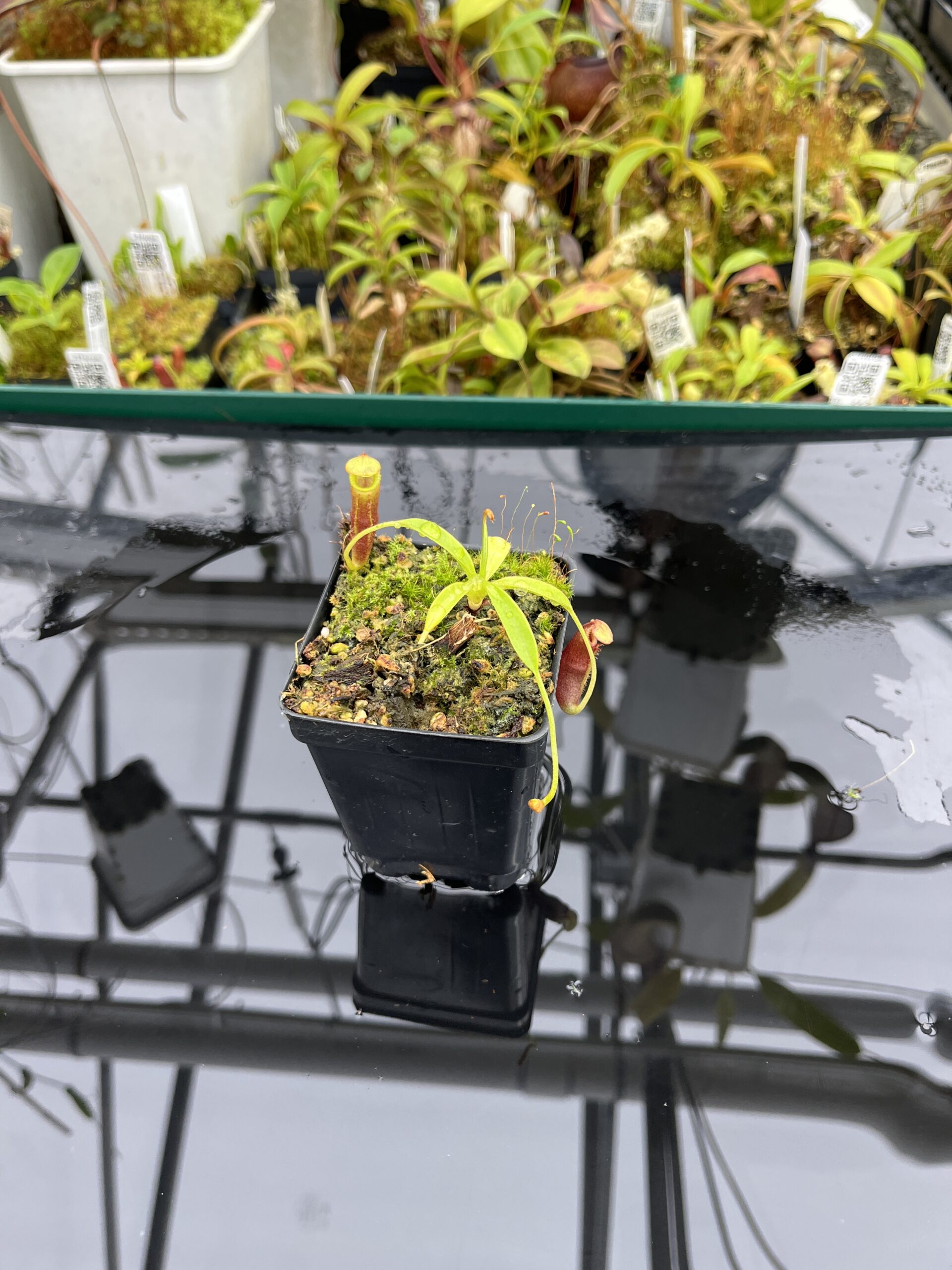 Wide Angle of Nepenthes izumiae x villosa | Jeremiah Harris | Assorted Clones | Jeremiah Harris | JH-377 | H25265