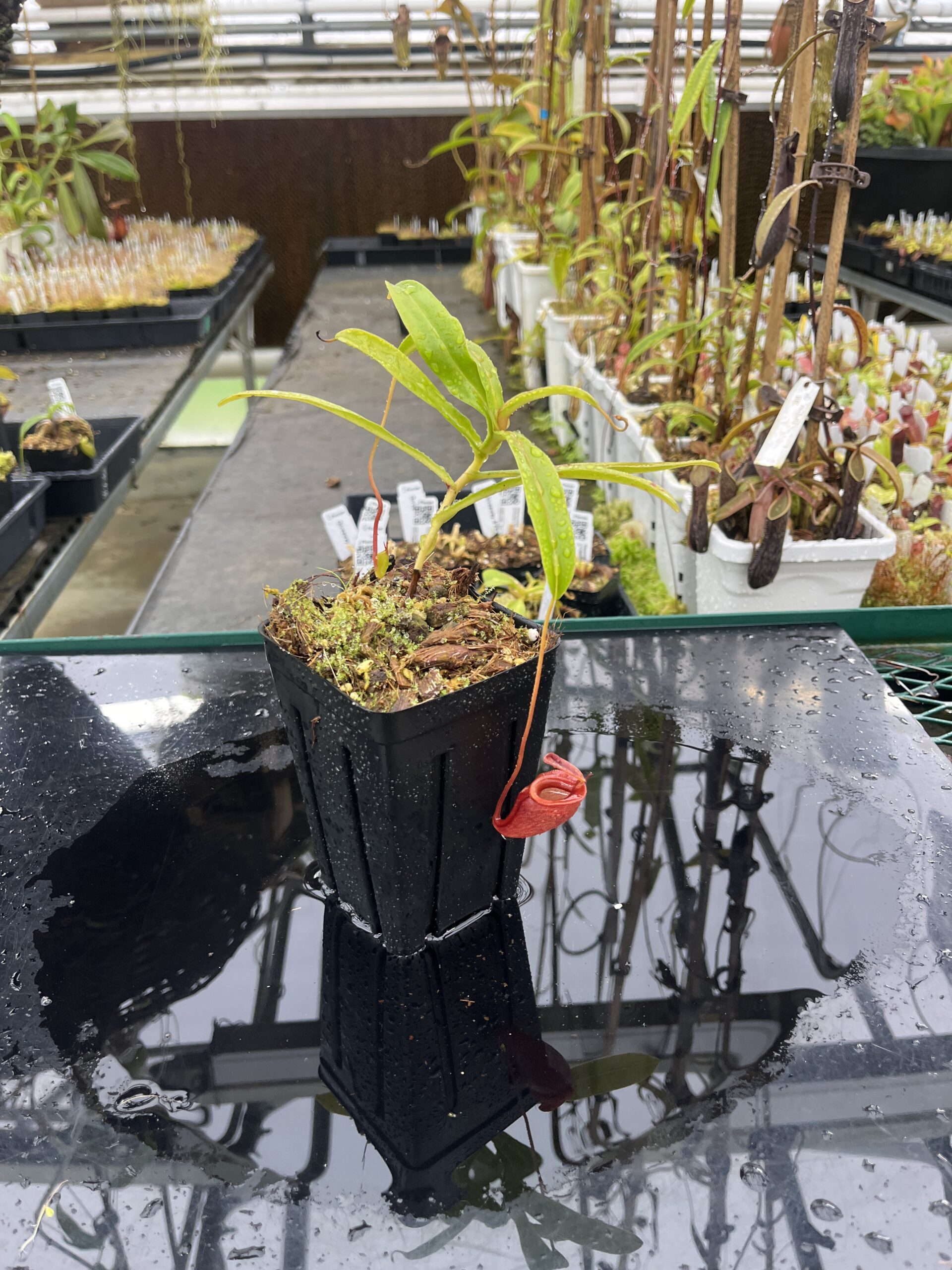 Wide Angle of Nepenthes jacquelineae | Borneo Exotics | BE-3874 | H25504