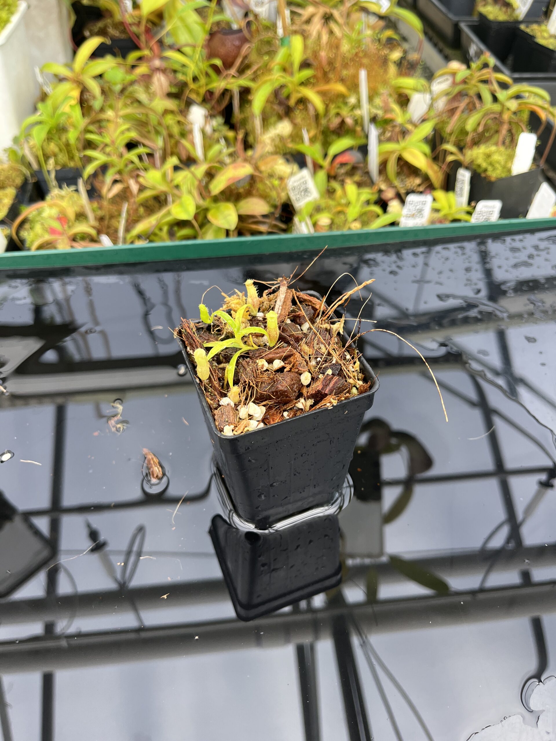 Wide Angle of Nepenthes jamban | Florae Collaborative | FC-026.IC | H25391