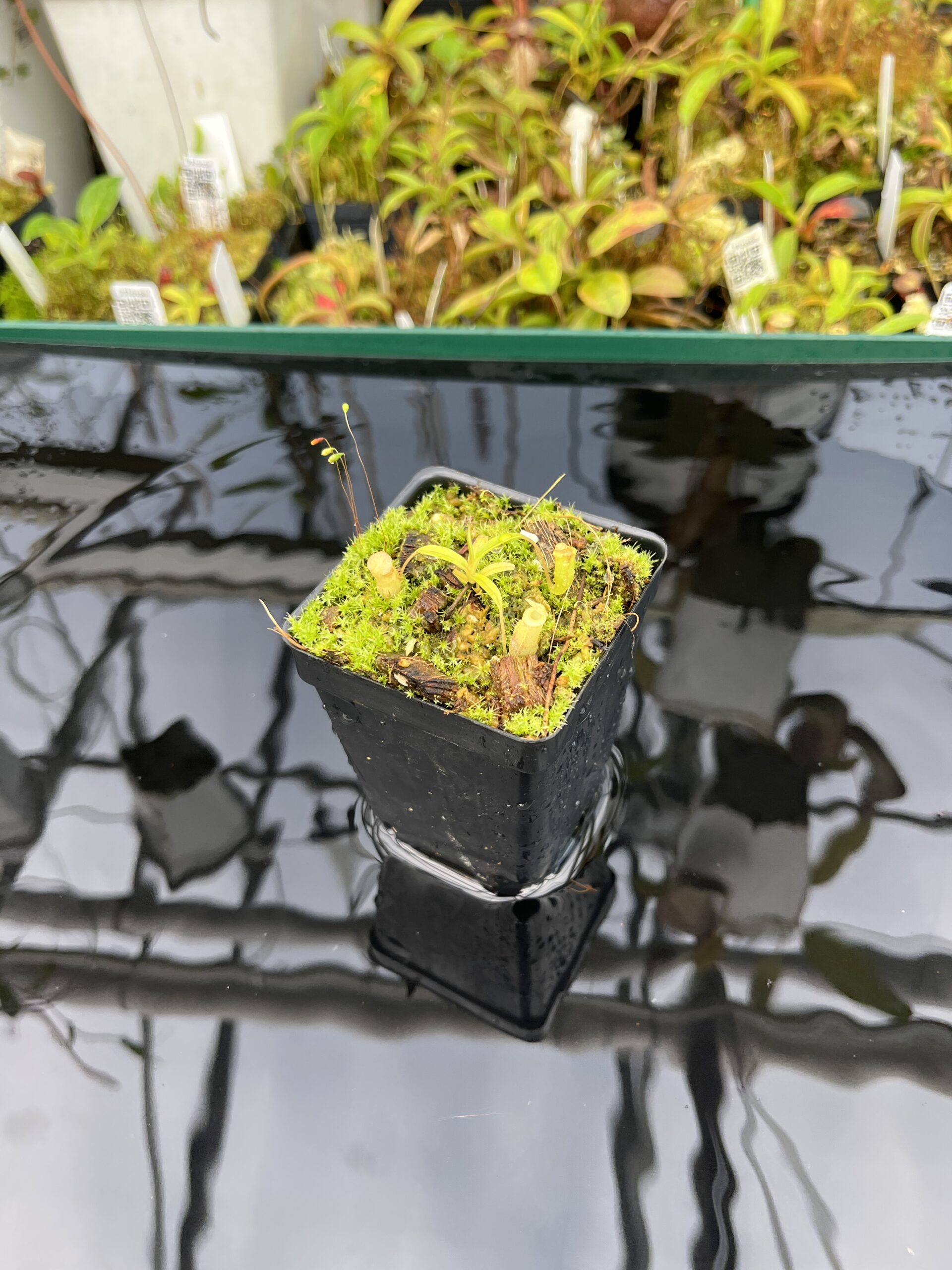 Wide Angle of Nepenthes jamban | Florae Collaborative | FC-026.IC | H25395