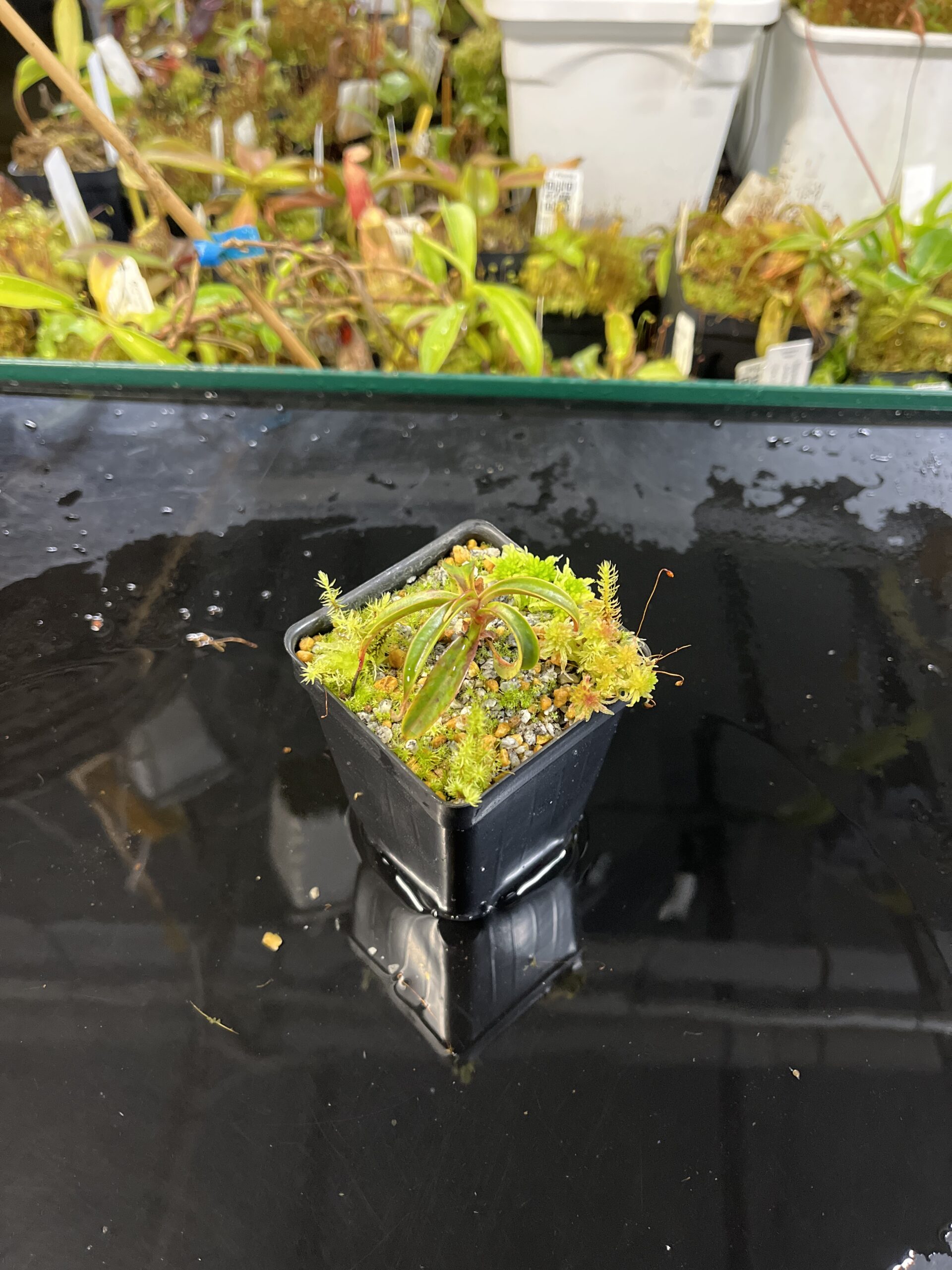 Wide Angle of Nepenthes lamii (Doorman's Top) | Andreas Wistuba | AW-T | H25555