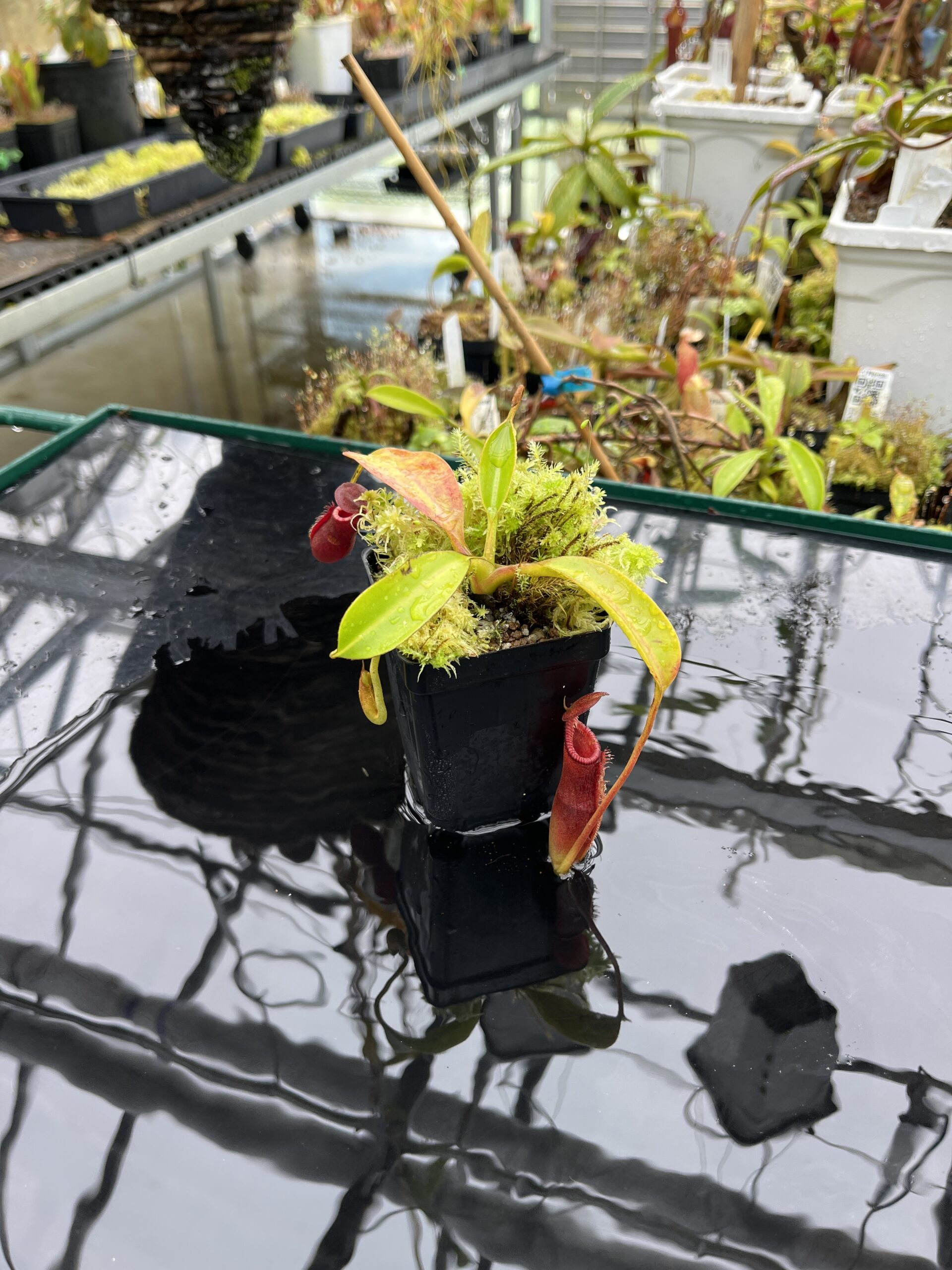 Wide Angle of Nepenthes lowii x edwardsiana | Andreas Wistuba | AW-03 | H25587