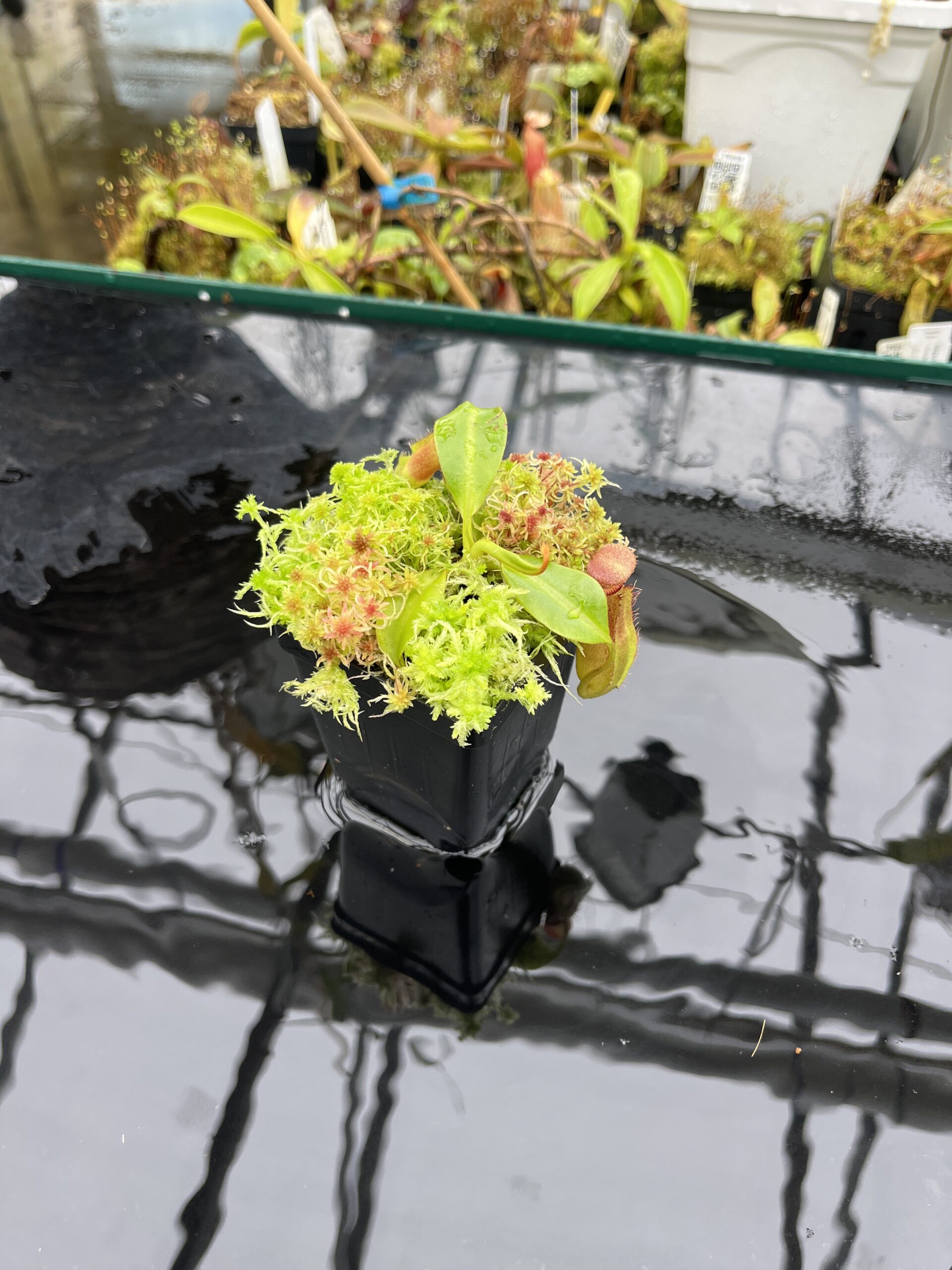 Wide Angle of Nepenthes (lowii x truncata squat) x edwardsiana | Andreas Wistuba | AW-ISC) | IN25605