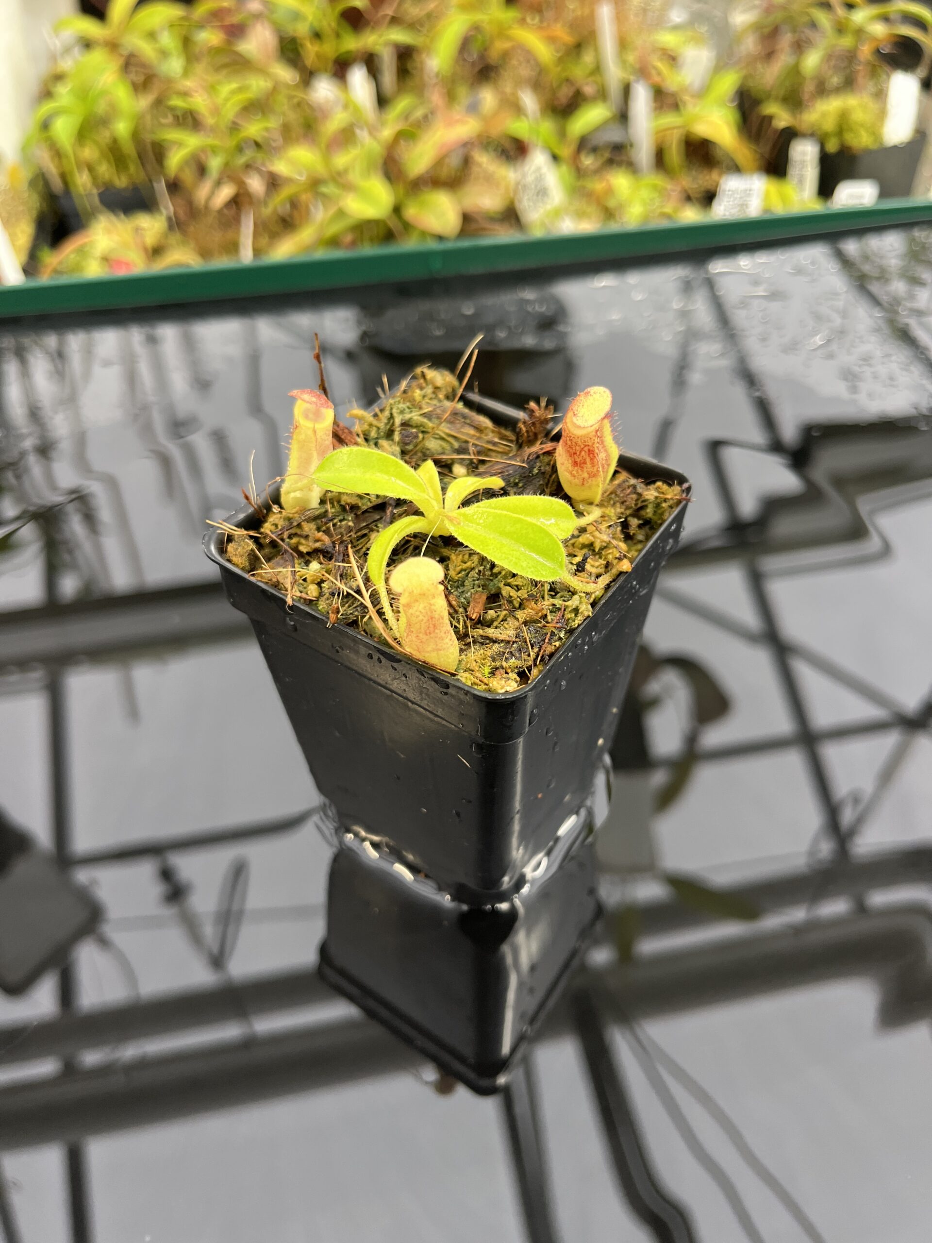 Wide Angle of Nepenthes maxima x villosa | JH | Clone 1 | Jeremiah Harris | JH-375.01 | IN25419