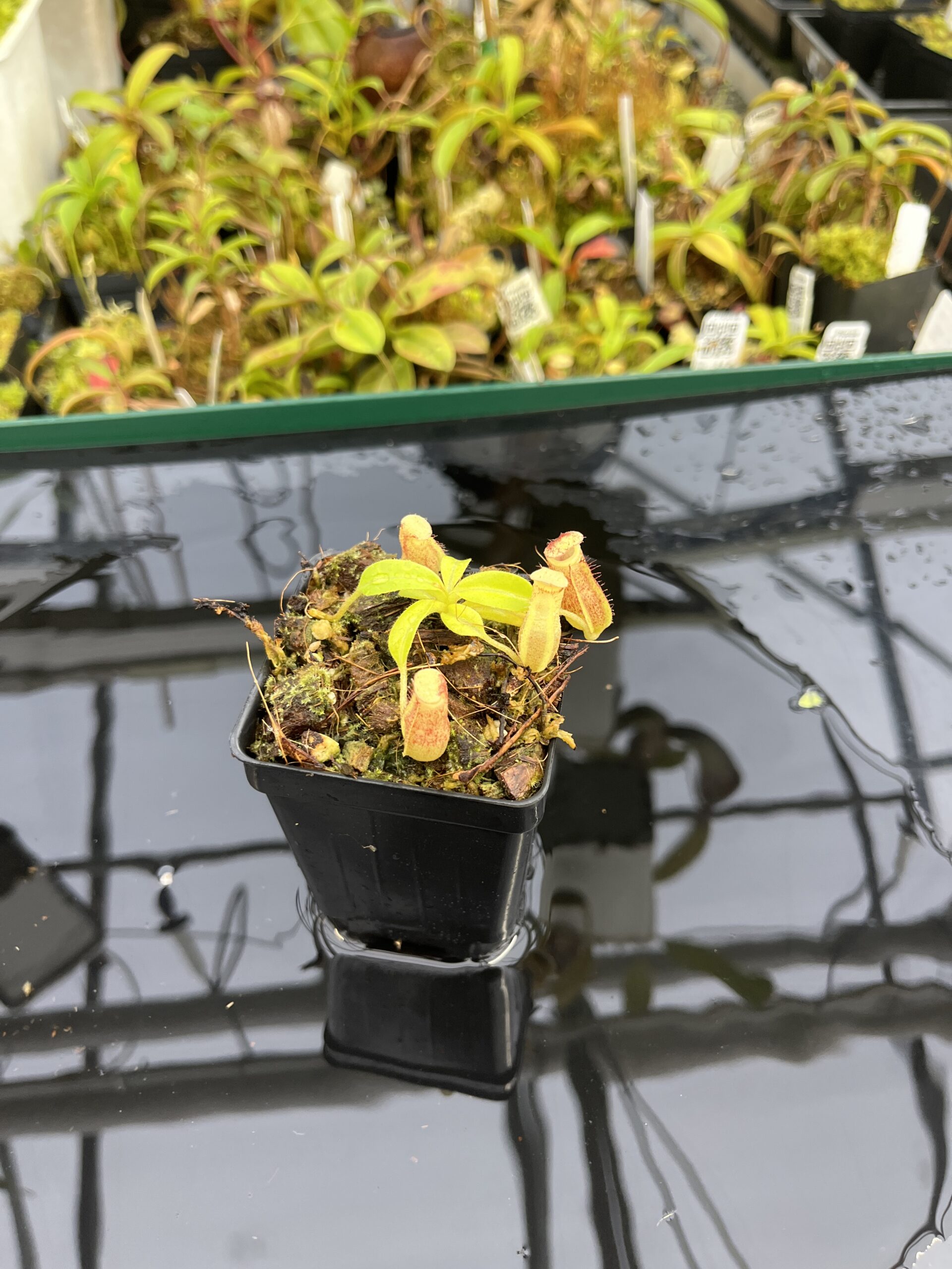 Wide Angle of Nepenthes maxima x villosa | Jeremiah Harris | Assorted Clones | | -375 | IN25333