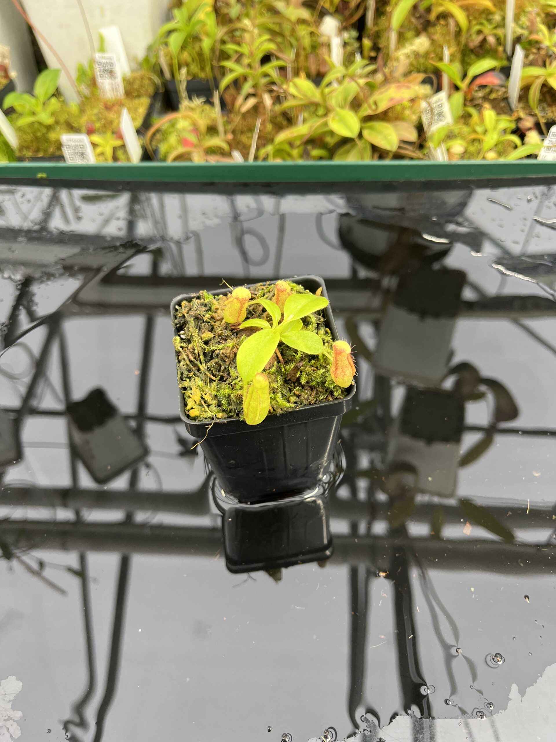 Wide Angle of Nepenthes maxima x villosa | Jeremiah Harris | Assorted Clones | | -375 | IN25359