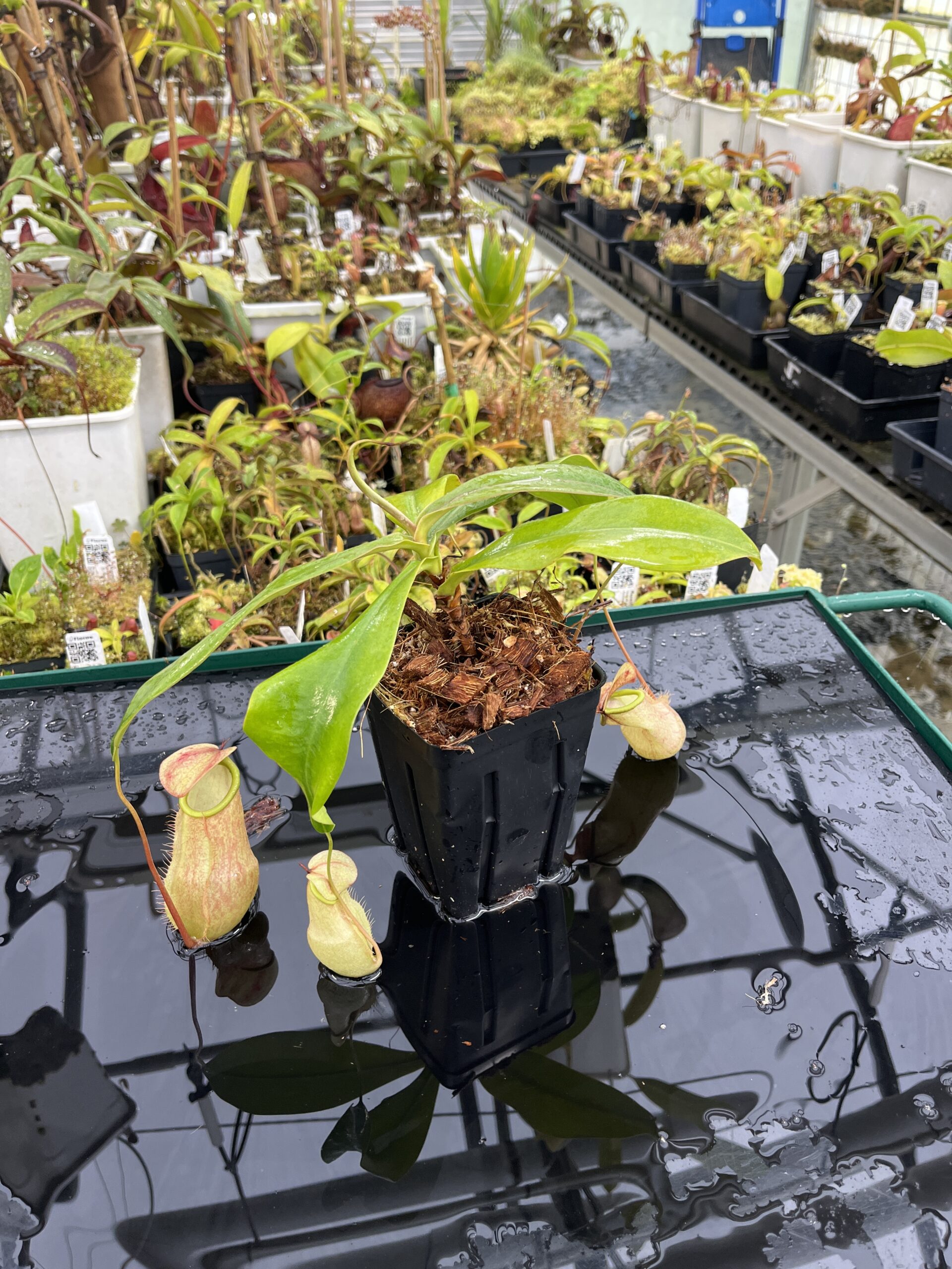 Wide Angle of Nepenthes merrilliana | Borneo Exotics | BE-3727 | L25409