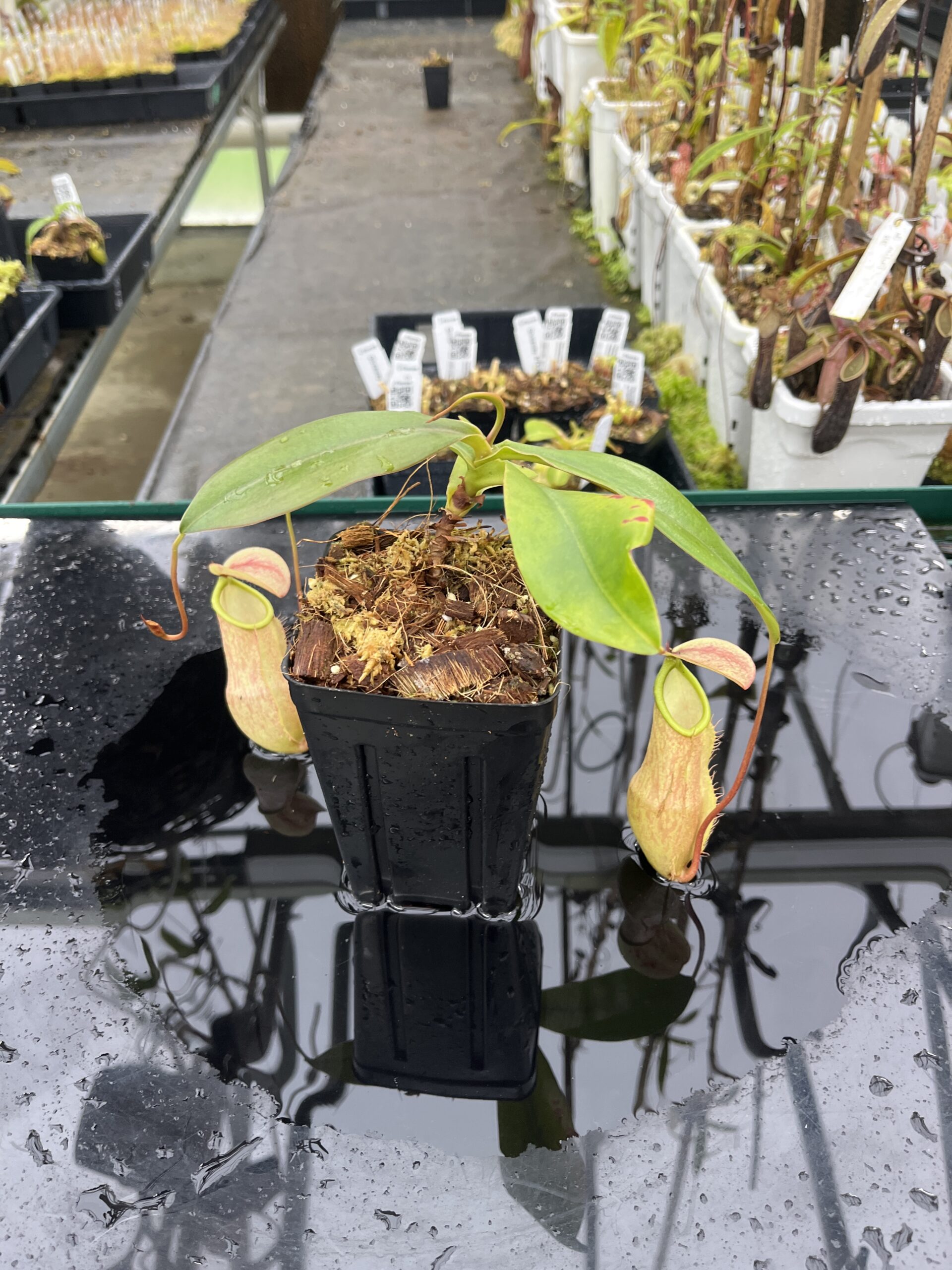 Wide Angle of Nepenthes merrilliana | Borneo Exotics | BE-3727 | L25485