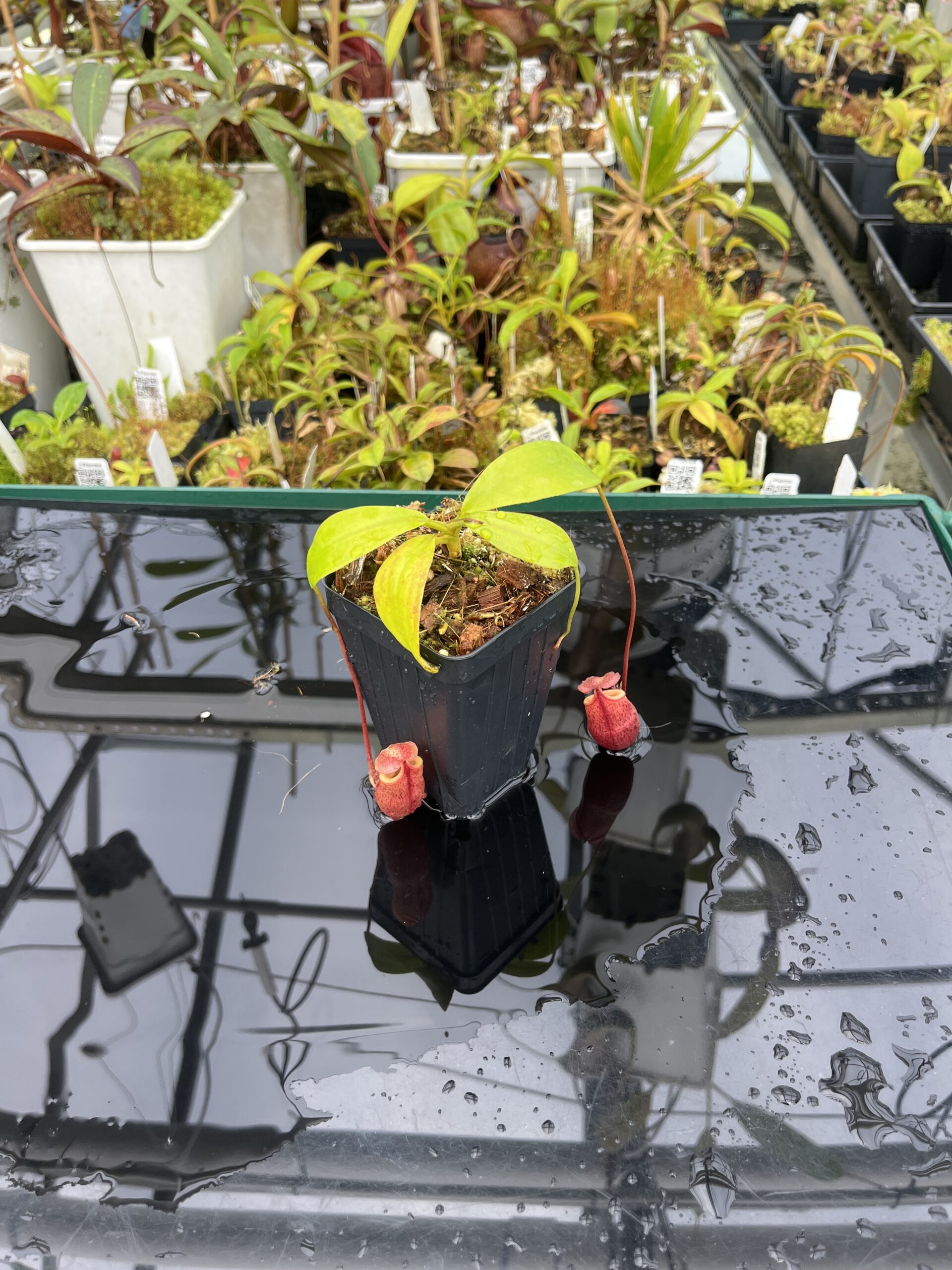 Wide Angle of Nepenthes mira | Borneo Exotics | BE-3979 | H25388