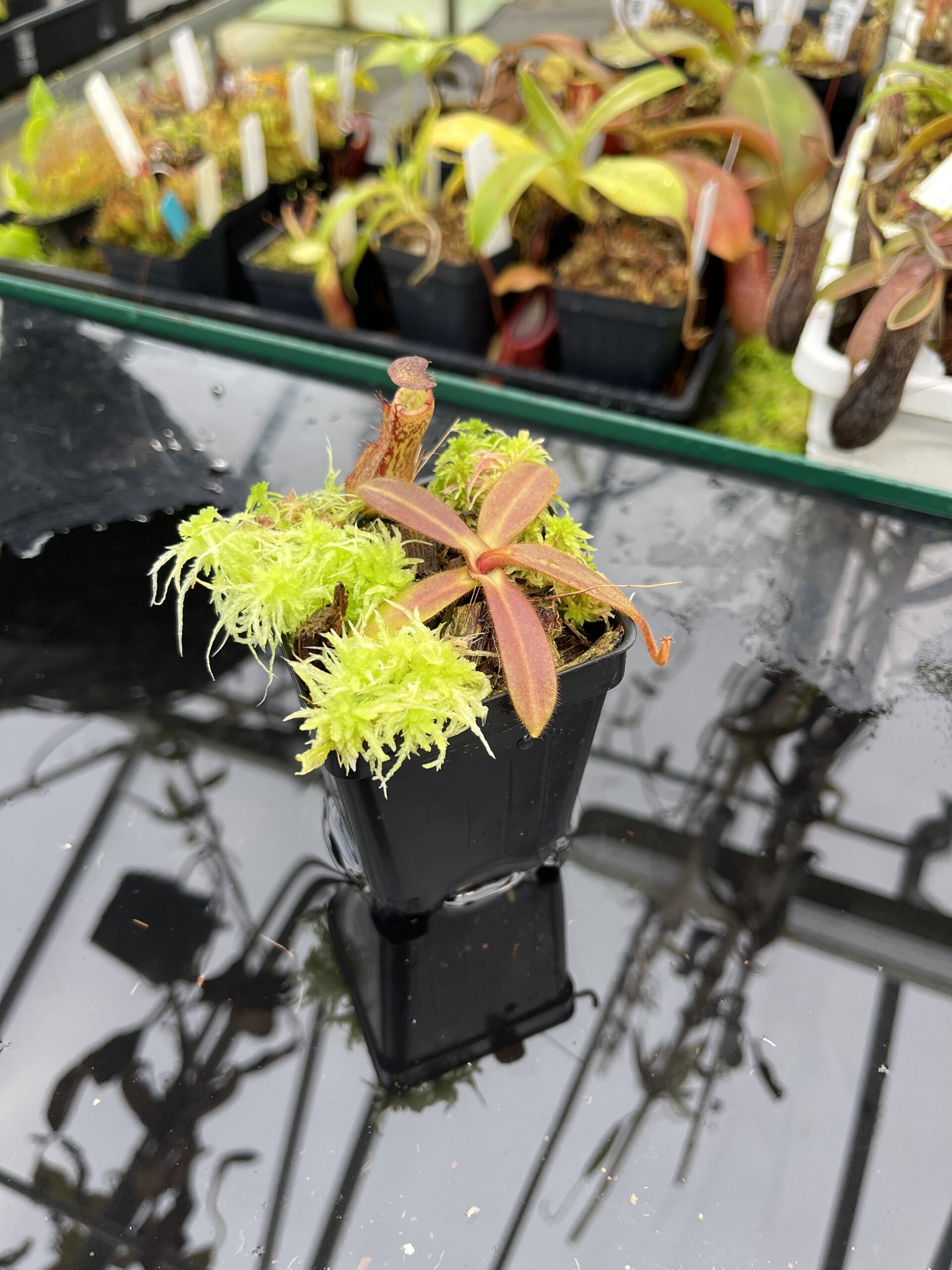 Wide Angle of Nepenthes mollis x albomarginata | MKS | Mike Kevin Smith | MKS-480.01 | IN25538