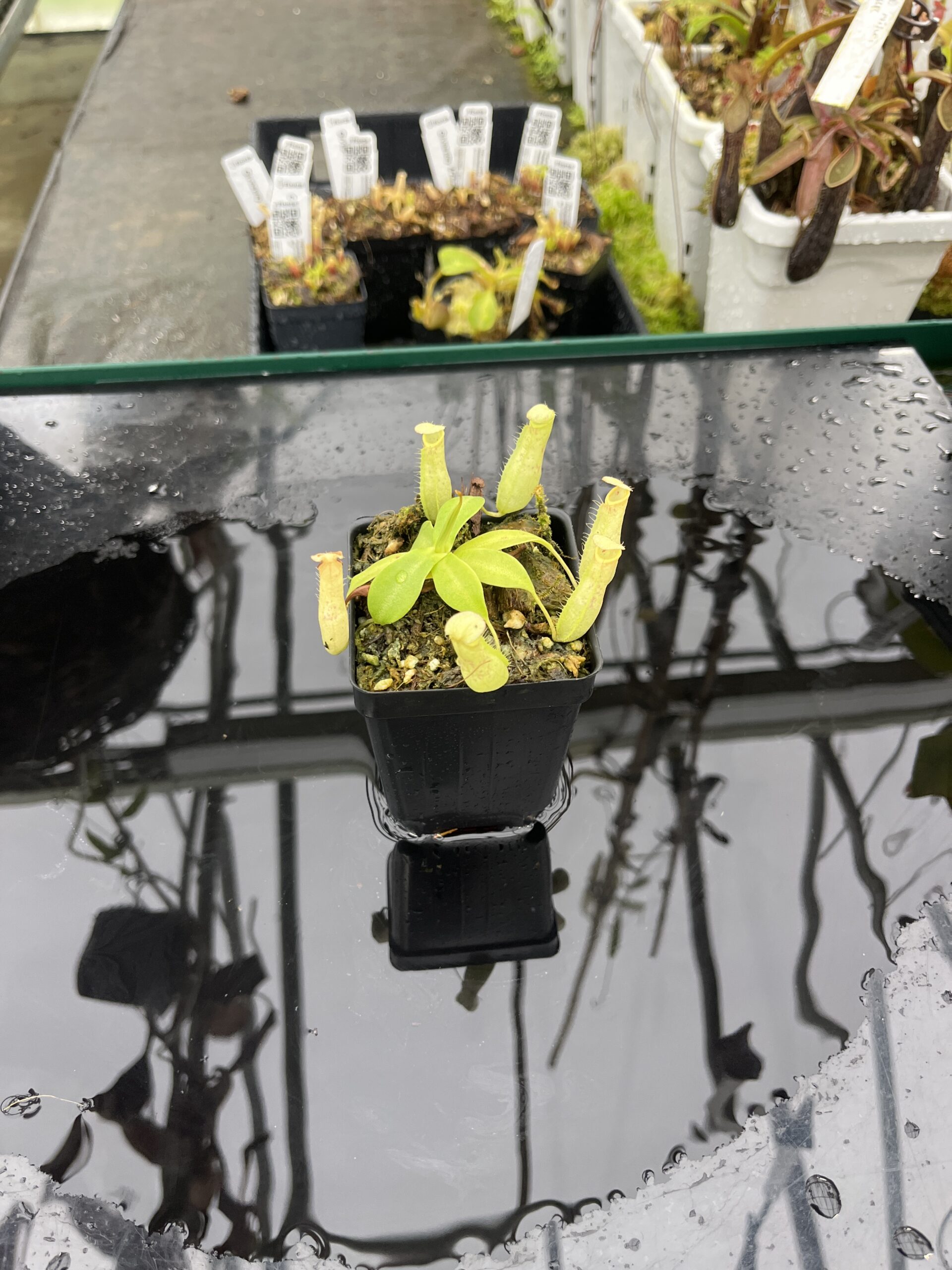 Wide Angle of Nepenthes northiana | Borneo Exotics | BE-3357 | L25500