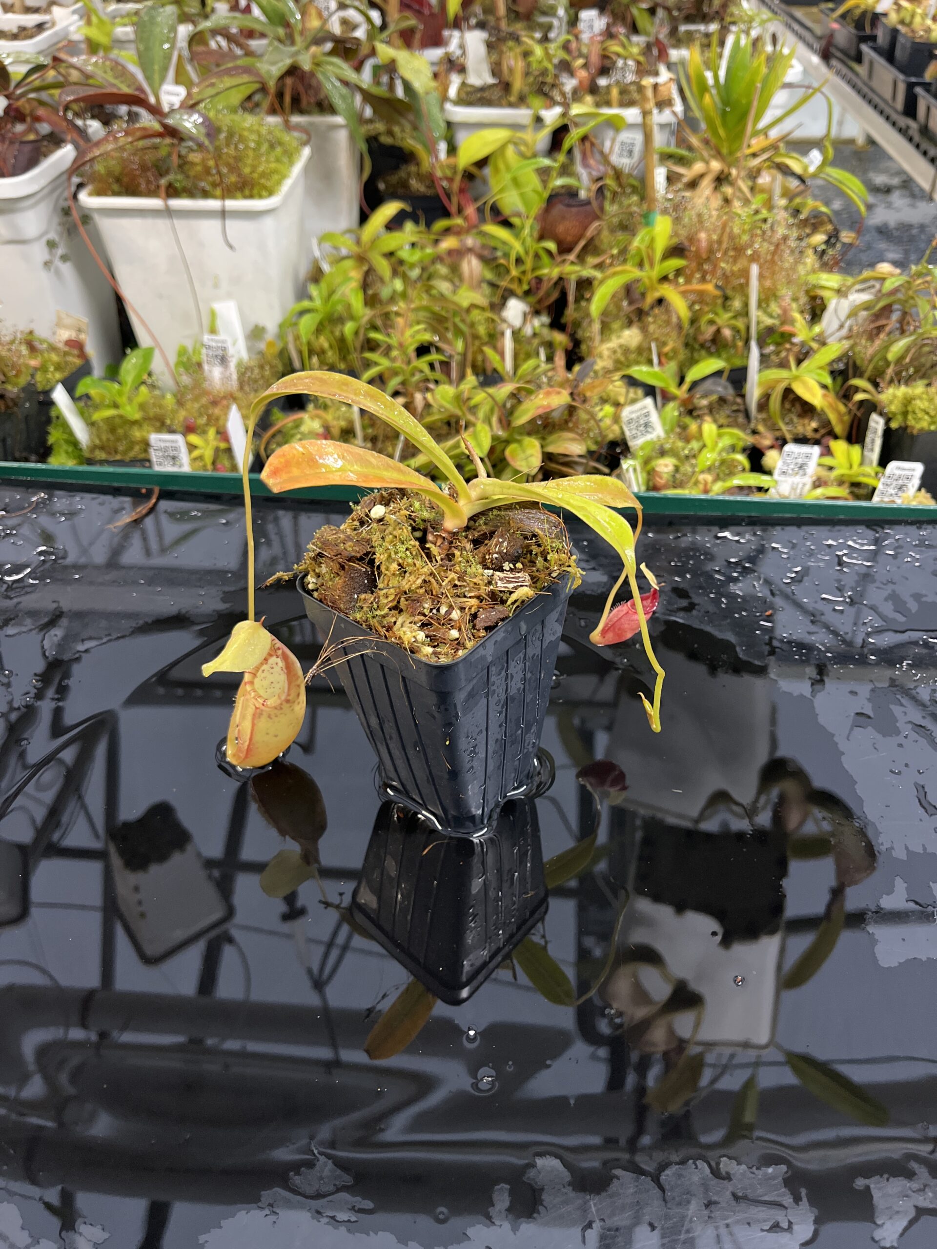 Wide Angle of Nepenthes ovata | Borneo Exotics | BE-4084 | H25428