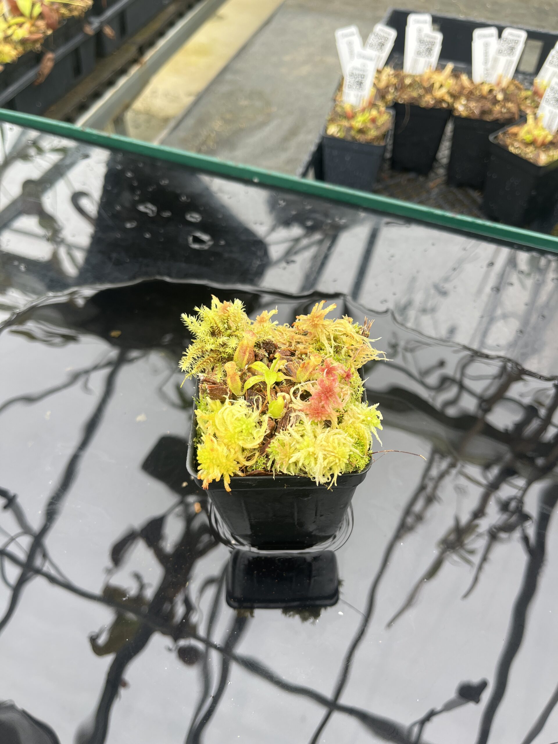 Wide Angle of Nepenthes ovata x villosa | Jeremiah Harris | JH-535.00 | H25473