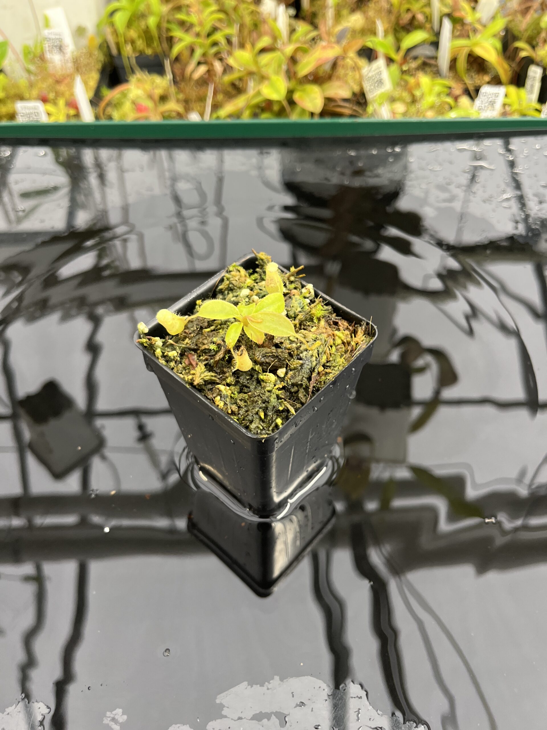 Wide Angle of Nepenthes palawanensis x peltata | Florae Collaborative | FC-393 | IN25420