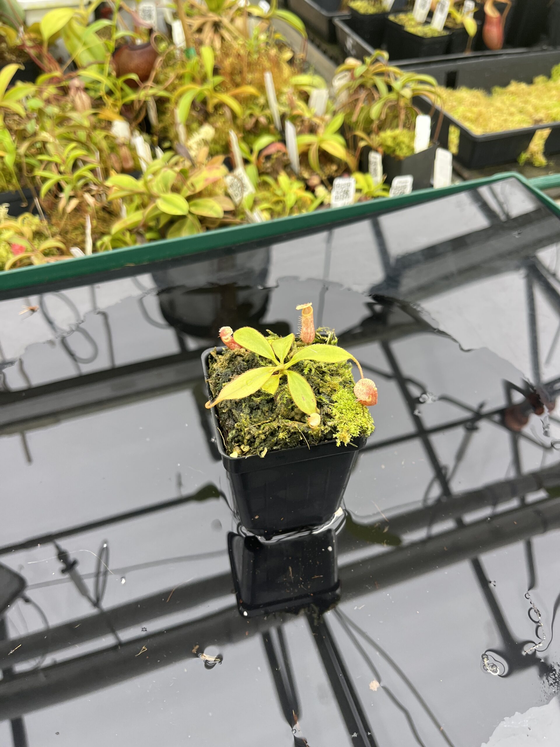 Wide Angle of Nepenthes palawanensis x peltata | JH | Jeremiah Harris | JH-393.06 | IN25257