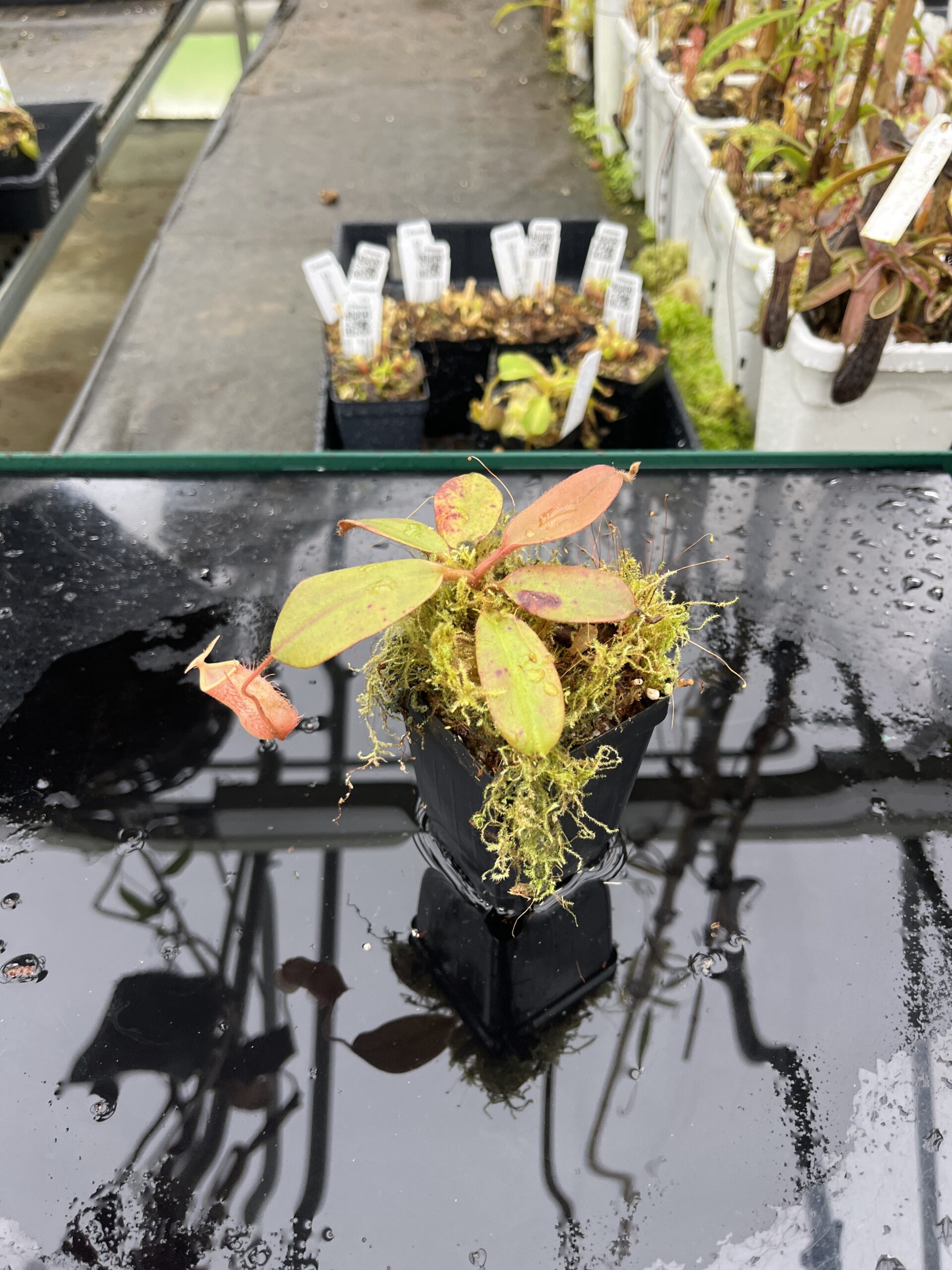 Wide Angle of Nepenthes peltata | Borneo Exotics | BE-4025 | IN25494