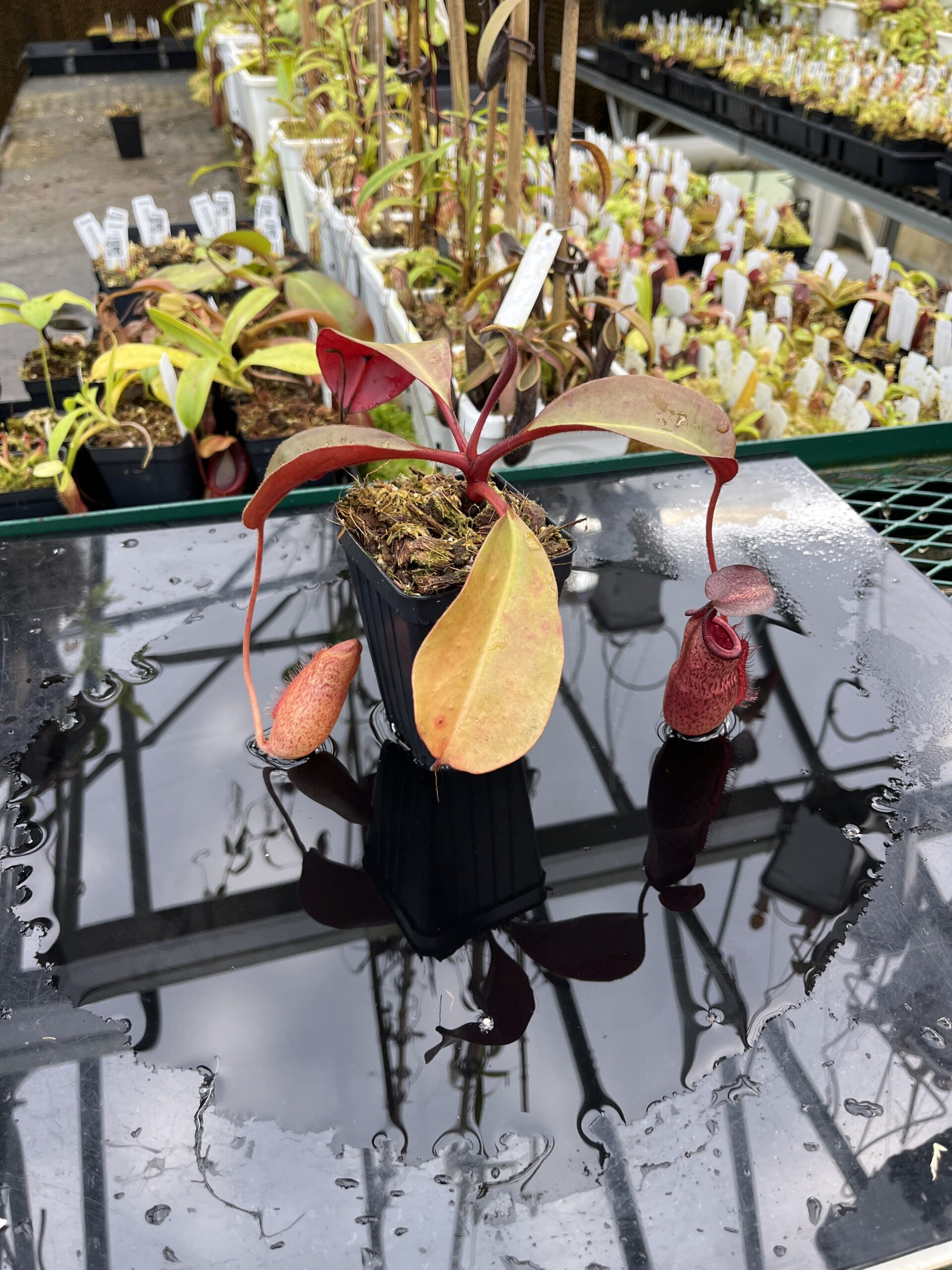 Wide Angle of Nepenthes peltata x lowii | Borneo Exotics | BE-4650 | IN25530