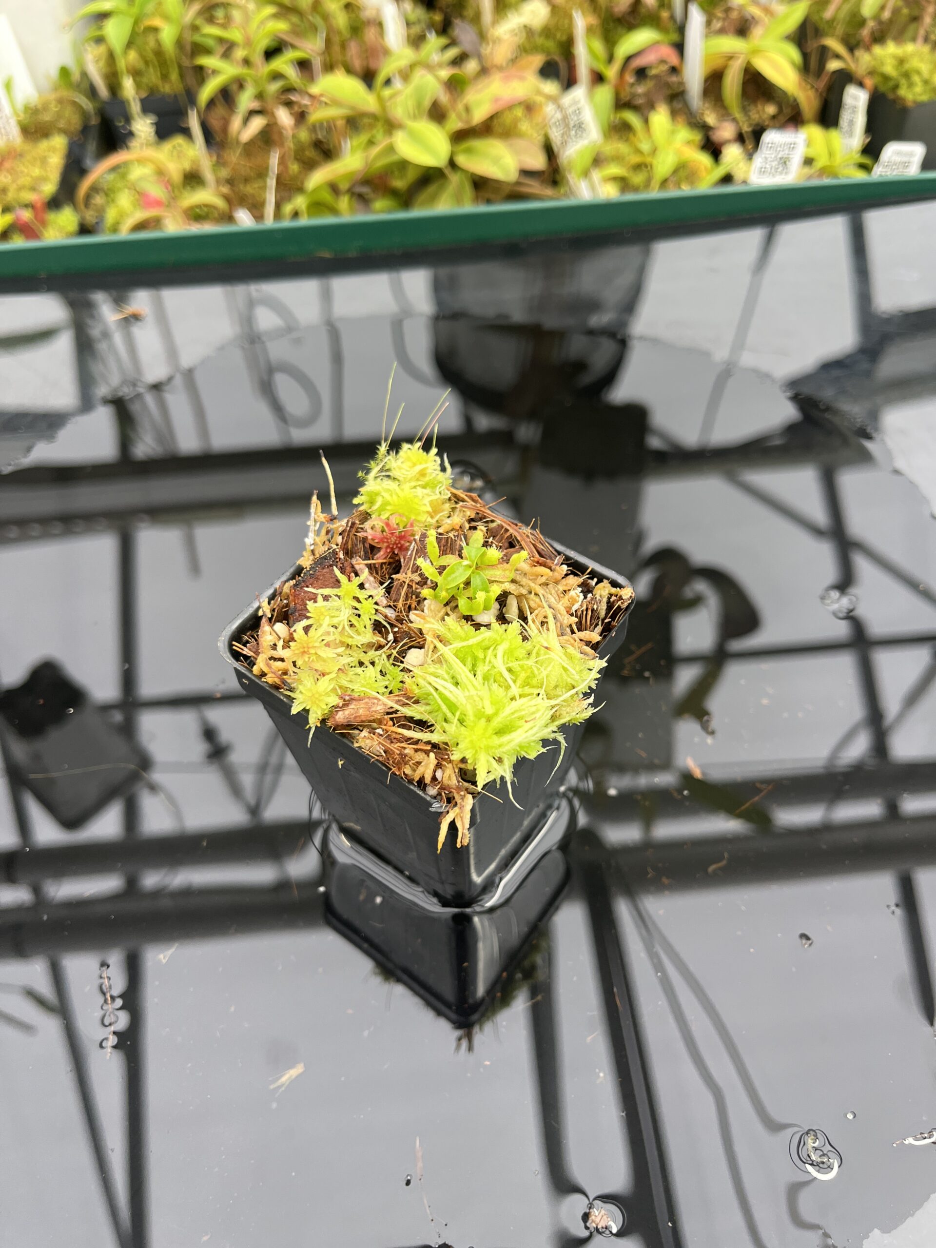 Wide Angle of Nepenthes peltata x villosa | Clone 2 | Jeremiah Harris | JH-449.02 | IN25260