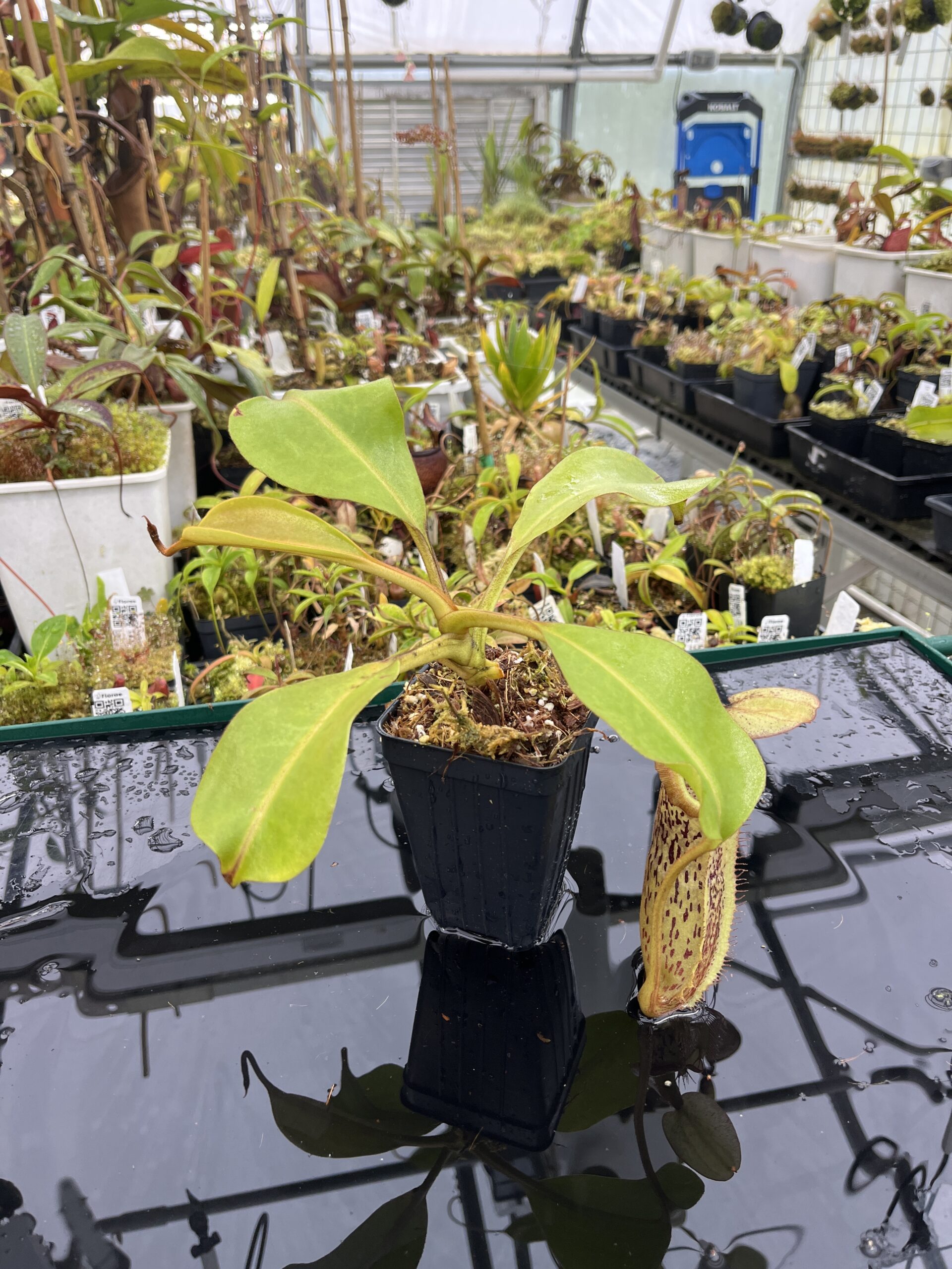Wide Angle of Nepenthes platychila x robcantleyi | Borneo Exotics | BE-3946 | IN25414