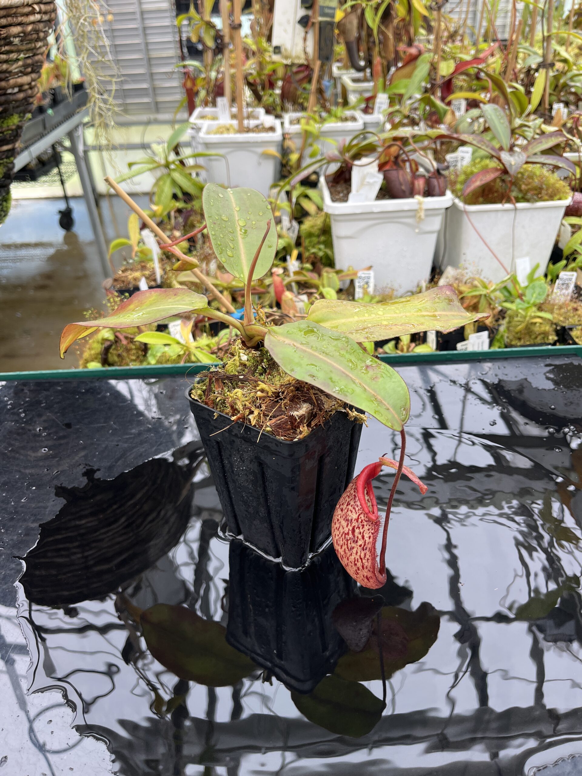 Wide Angle of Nepenthes rajah x burbidgeae | Borneo Exotics | BE-4657 | H25617