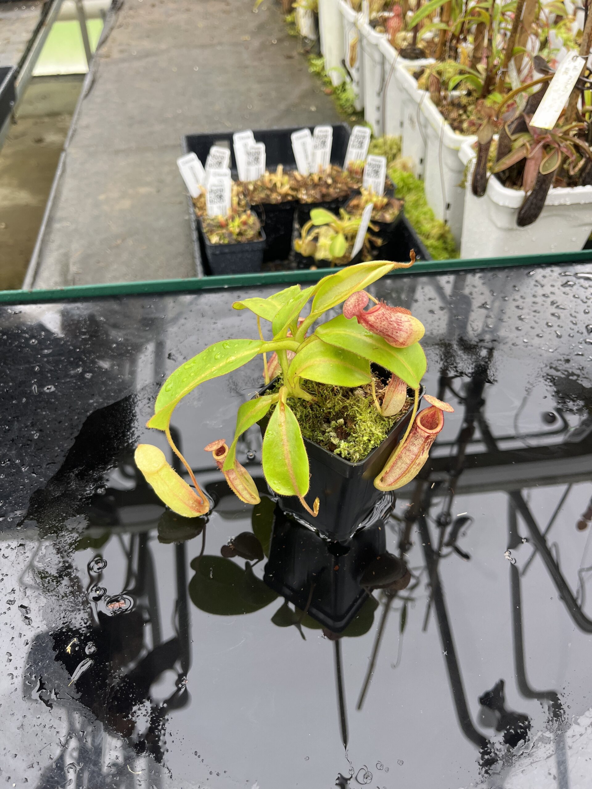 Wide Angle of Nepenthes rajah x veitchii | Borneo Exotics | BE-3730 | H25491