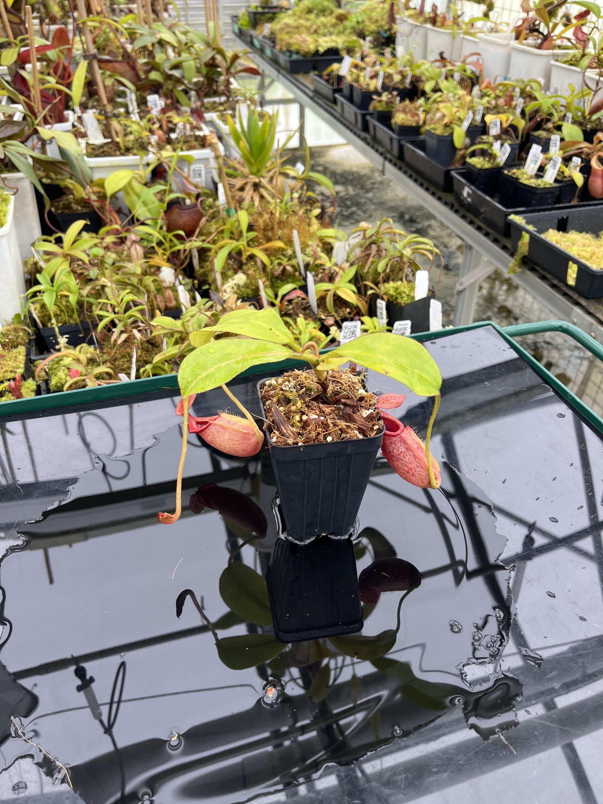 Wide Angle of Nepenthes rajah x veitchii | Borneo Exotics | BE-4578 | IN25241