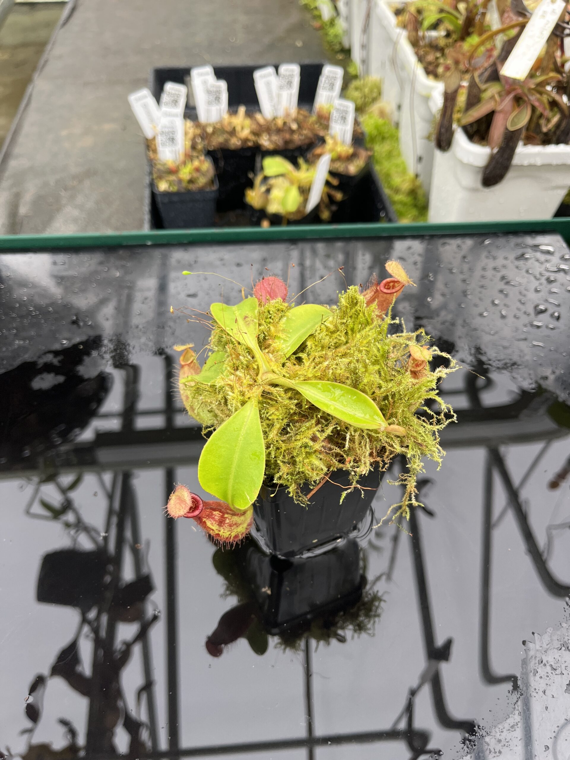 Wide Angle of Nepenthes robcantleyi x ampullaria | Borneo Exotics | BE-3767 | IN25487