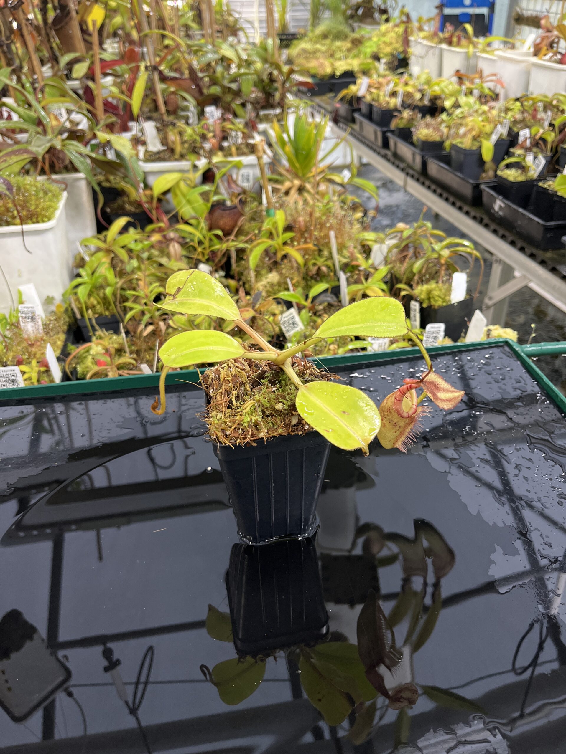 Wide Angle of Nepenthes robcantleyi x (burbidgeae x edwardsiana) | Borneo Exotics | BE-4023 | H25426