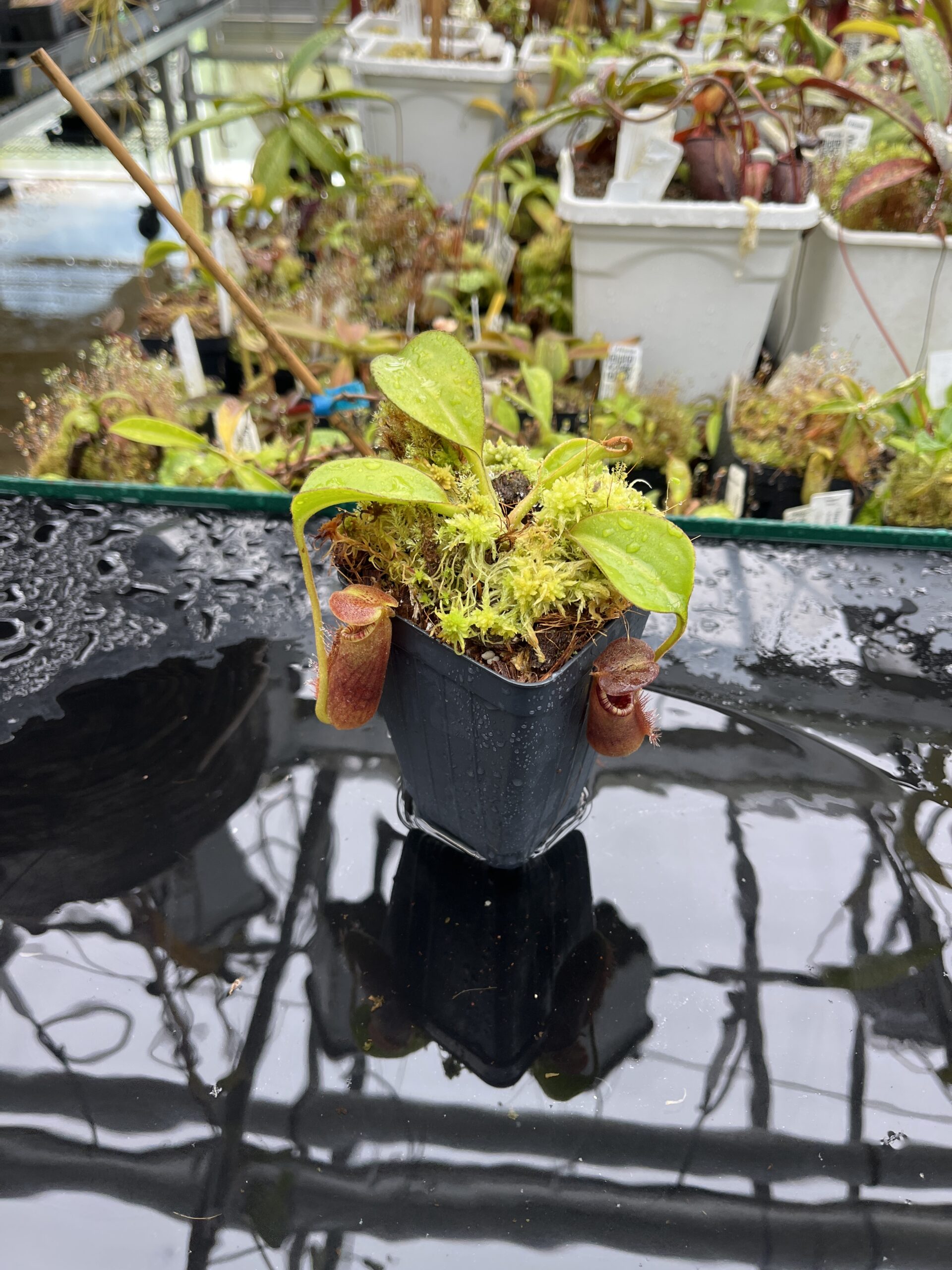Wide Angle of Nepenthes robcantleyi x lowii | Andreas Wistuba | AW-(ISC) | H25578