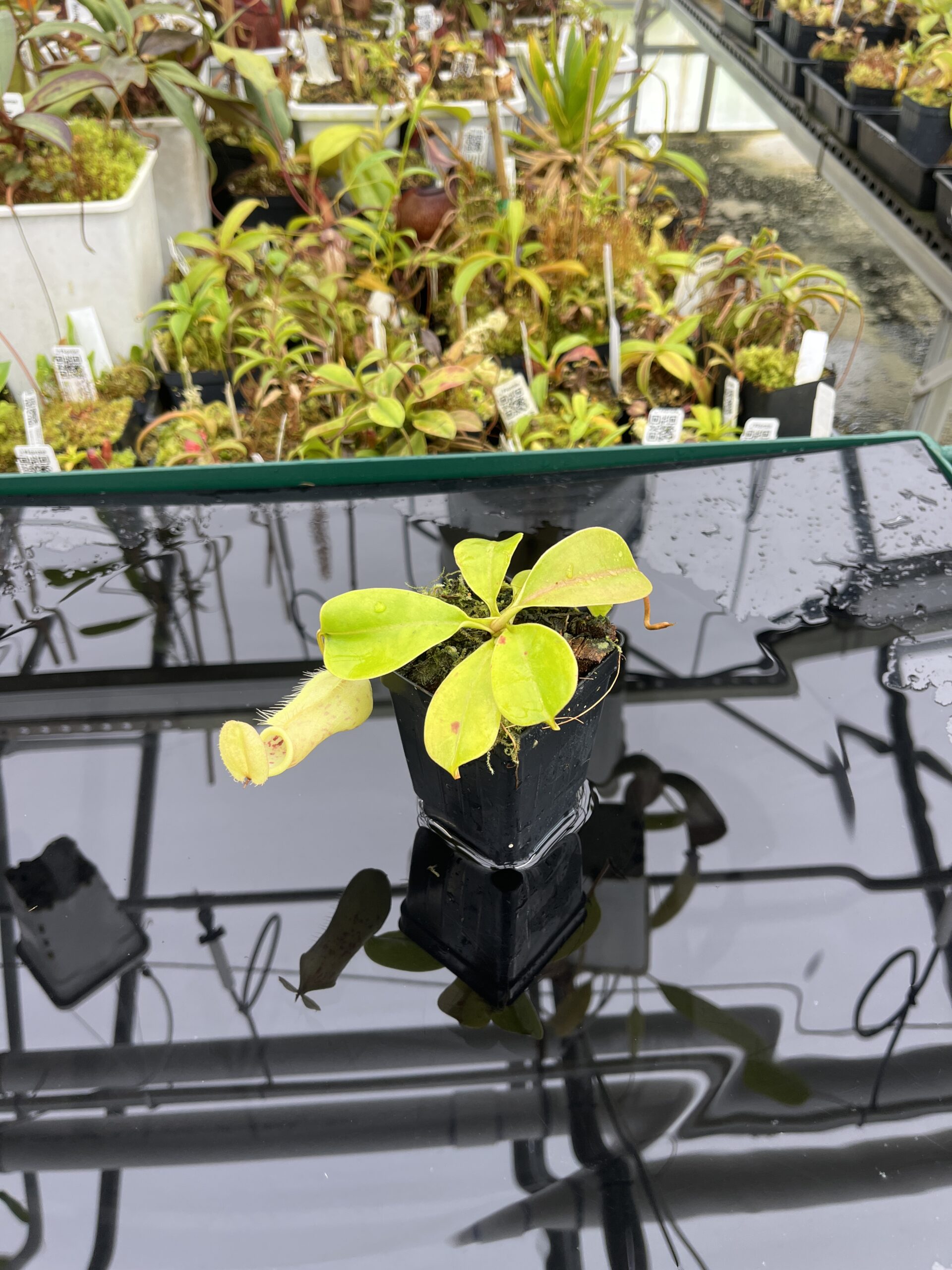 Wide Angle of Nepenthes robcantleyi x merrilliana | Borneo Exotics | BE-4628 | IN25246