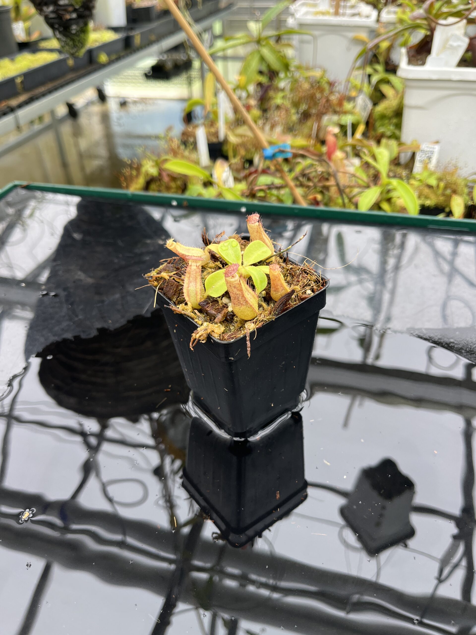 Wide Angle of Nepenthes robcantleyi x veitchii 'The Wave' | FB | Florae | Florae Collaborative | FC-317.01 | IN25610
